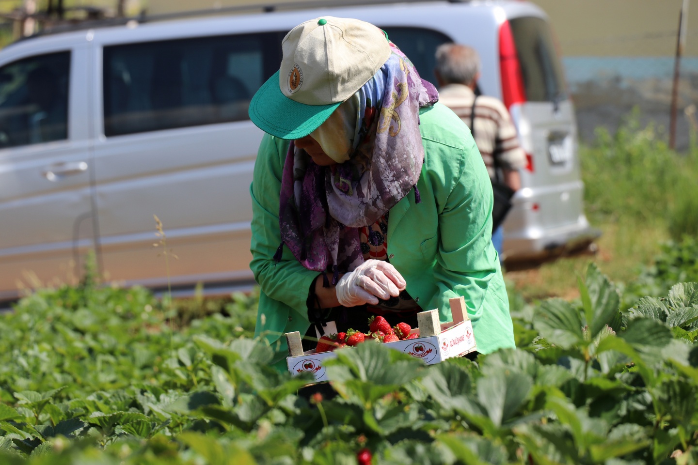Gümüşhane’de çilek bereketi 29