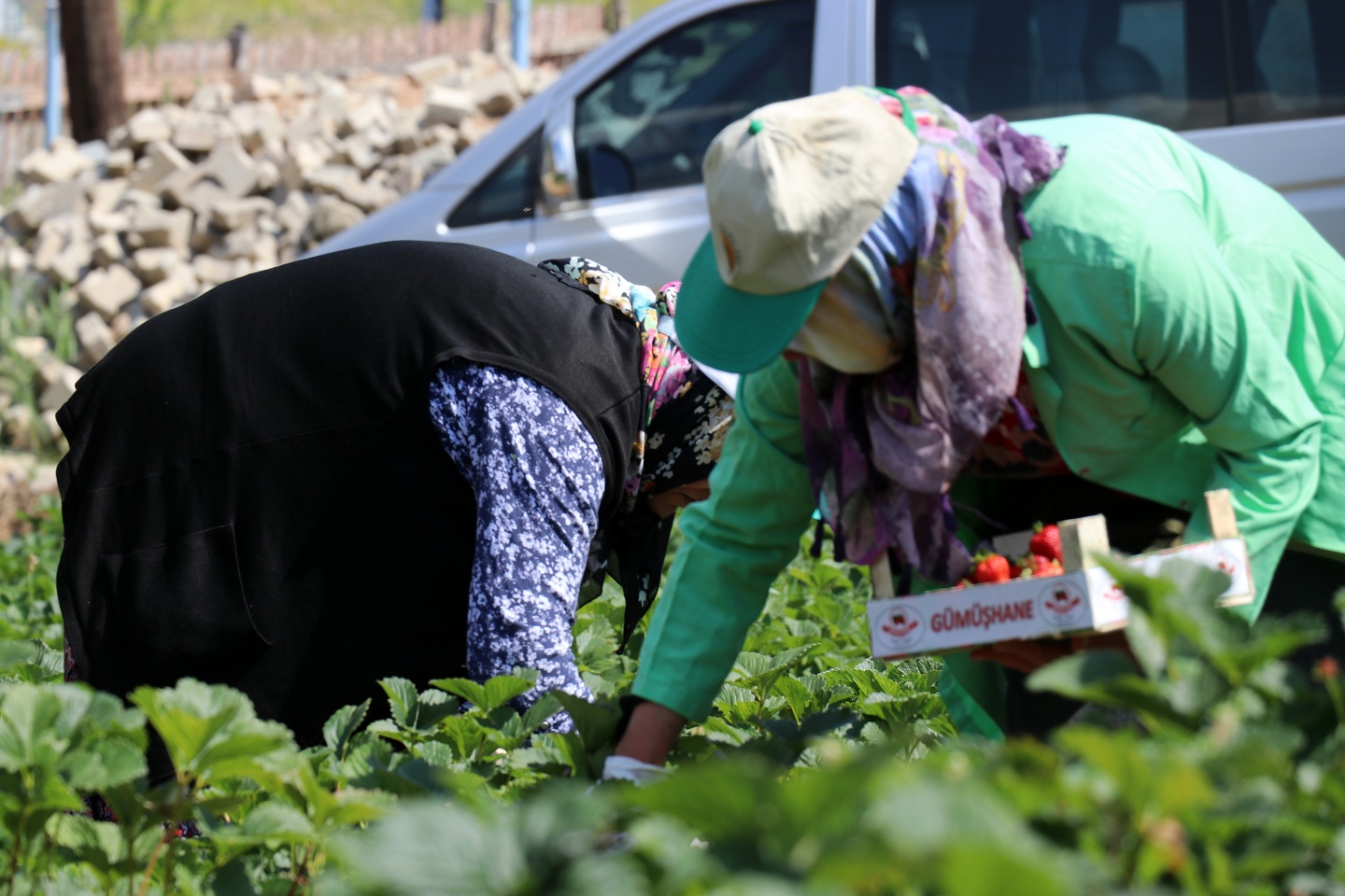 Gümüşhane’de çilek bereketi 22