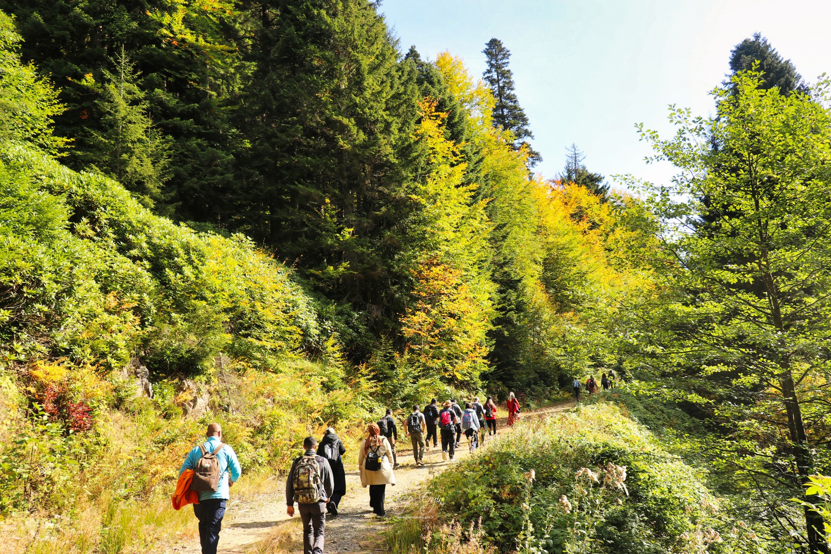 Doğa harikası Örümcek Ormanlarında renk cümbüşü başladı 38