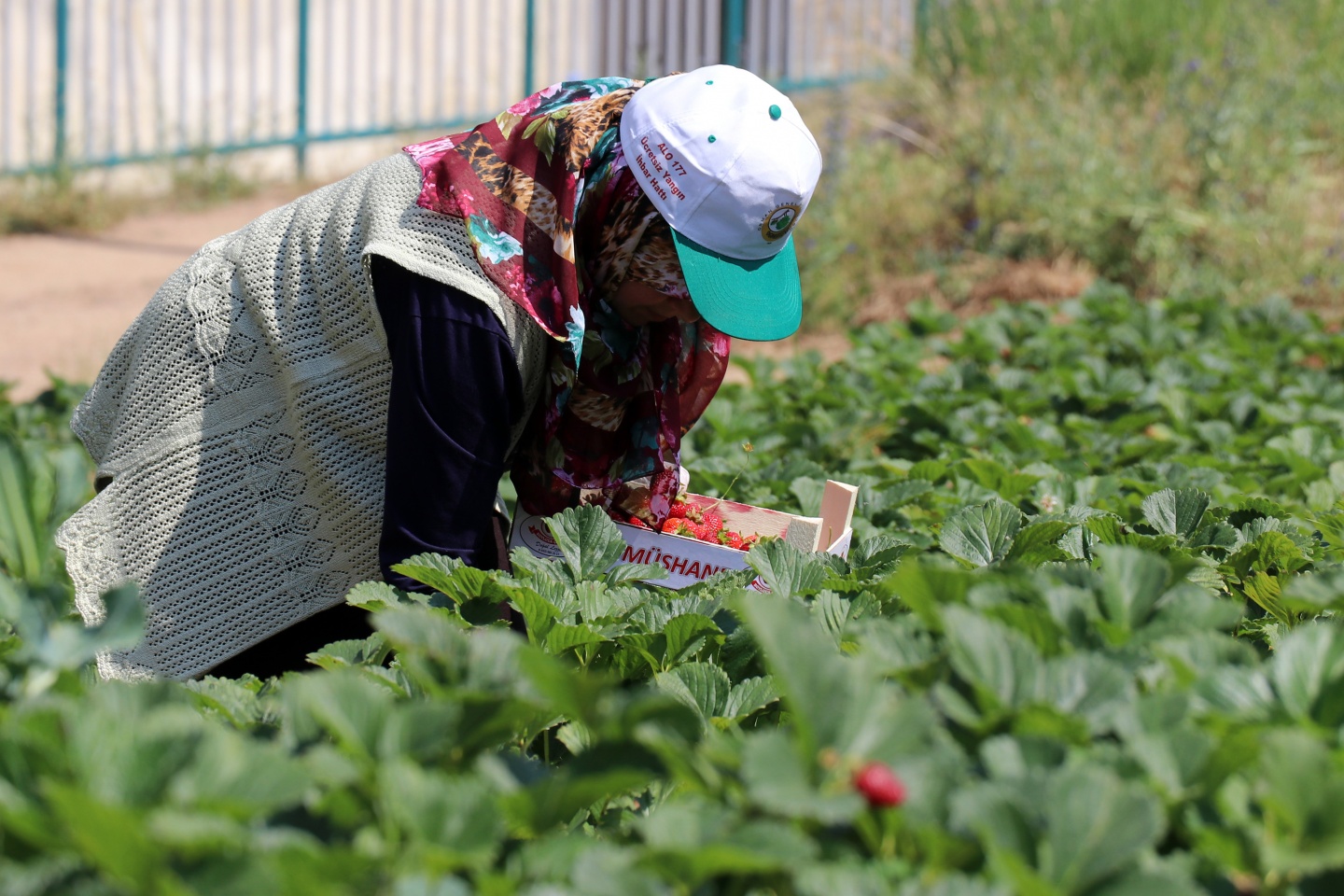 Gümüşhane’de çilek bereketi 14