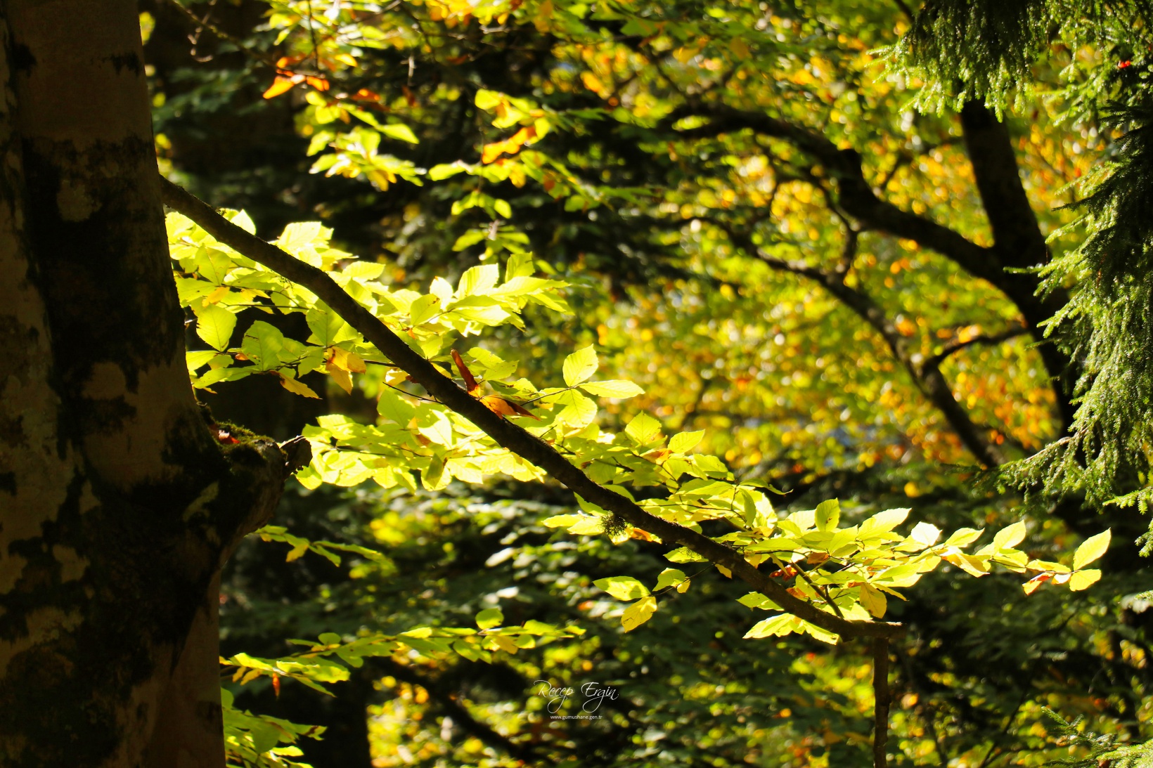 Doğa harikası Örümcek Ormanlarında renk cümbüşü başladı 7