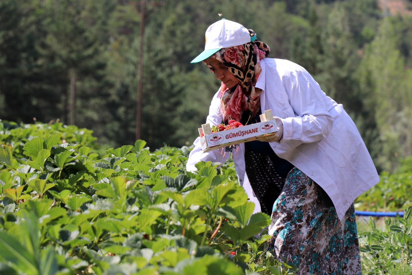 Gümüşhane’de çilek bereketi 23