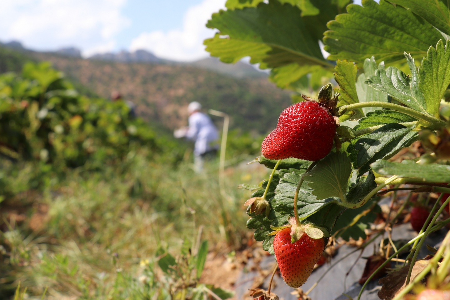 Gümüşhane’de çilek bereketi 32