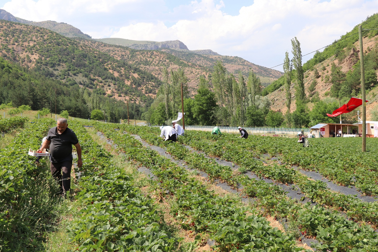 Gümüşhane’de çilek bereketi 6
