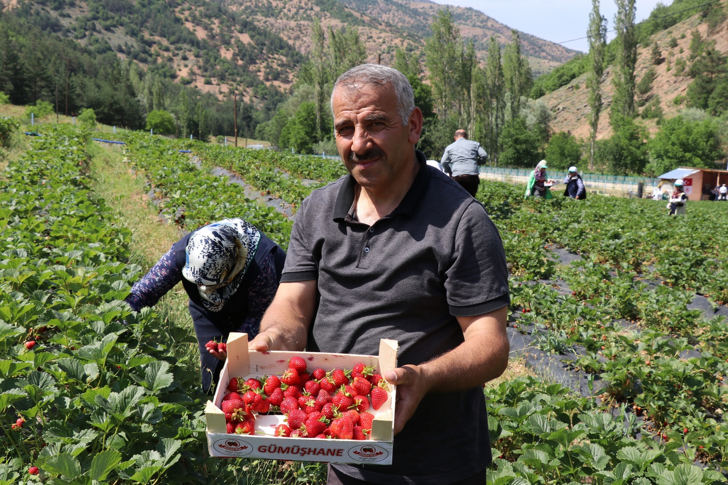 Gümüşhane’de çilek bereketi 43