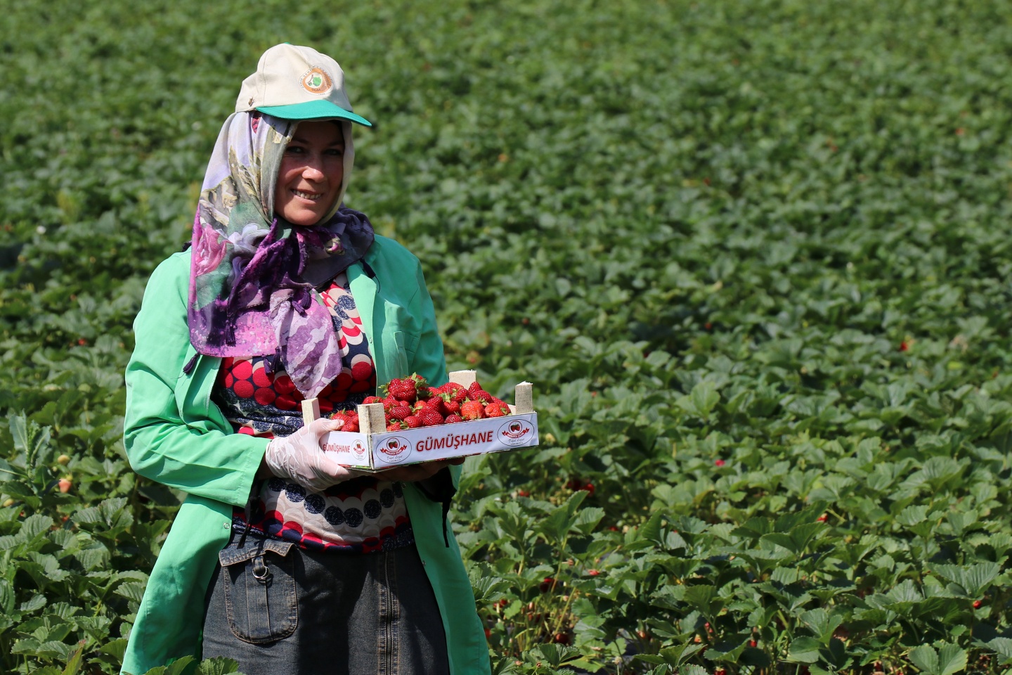 Gümüşhane’de çilek bereketi 16