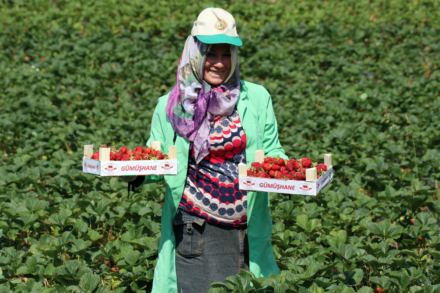 Gümüşhane’de çilek bereketi 36