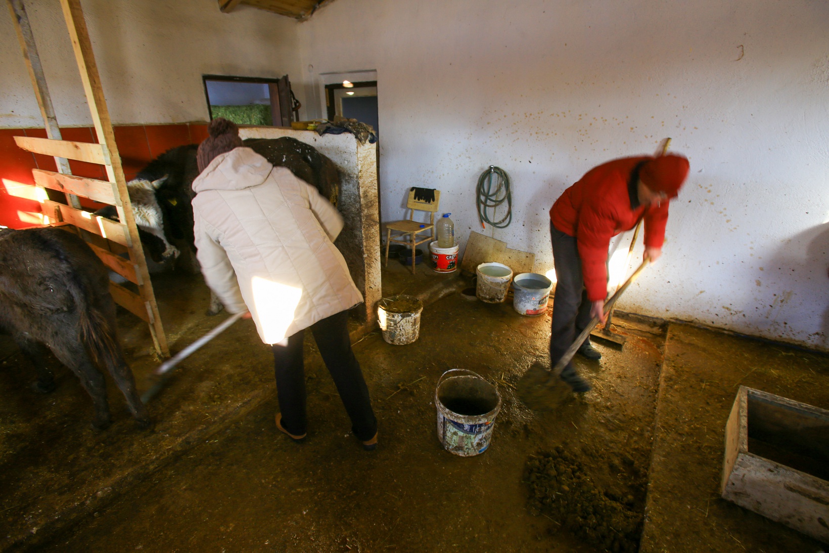 Kendisini 'diplomalı eşek bakıcısı' olarak nitelendiren vatandaştan insanlık dersi 10