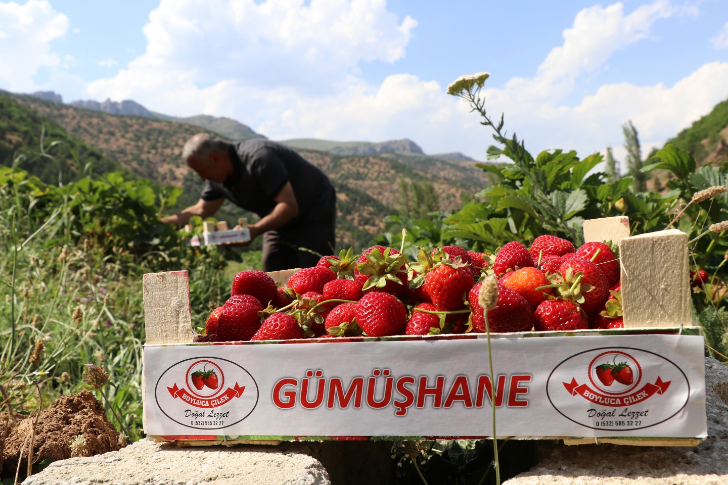 Gümüşhane’de çilek bereketi 49