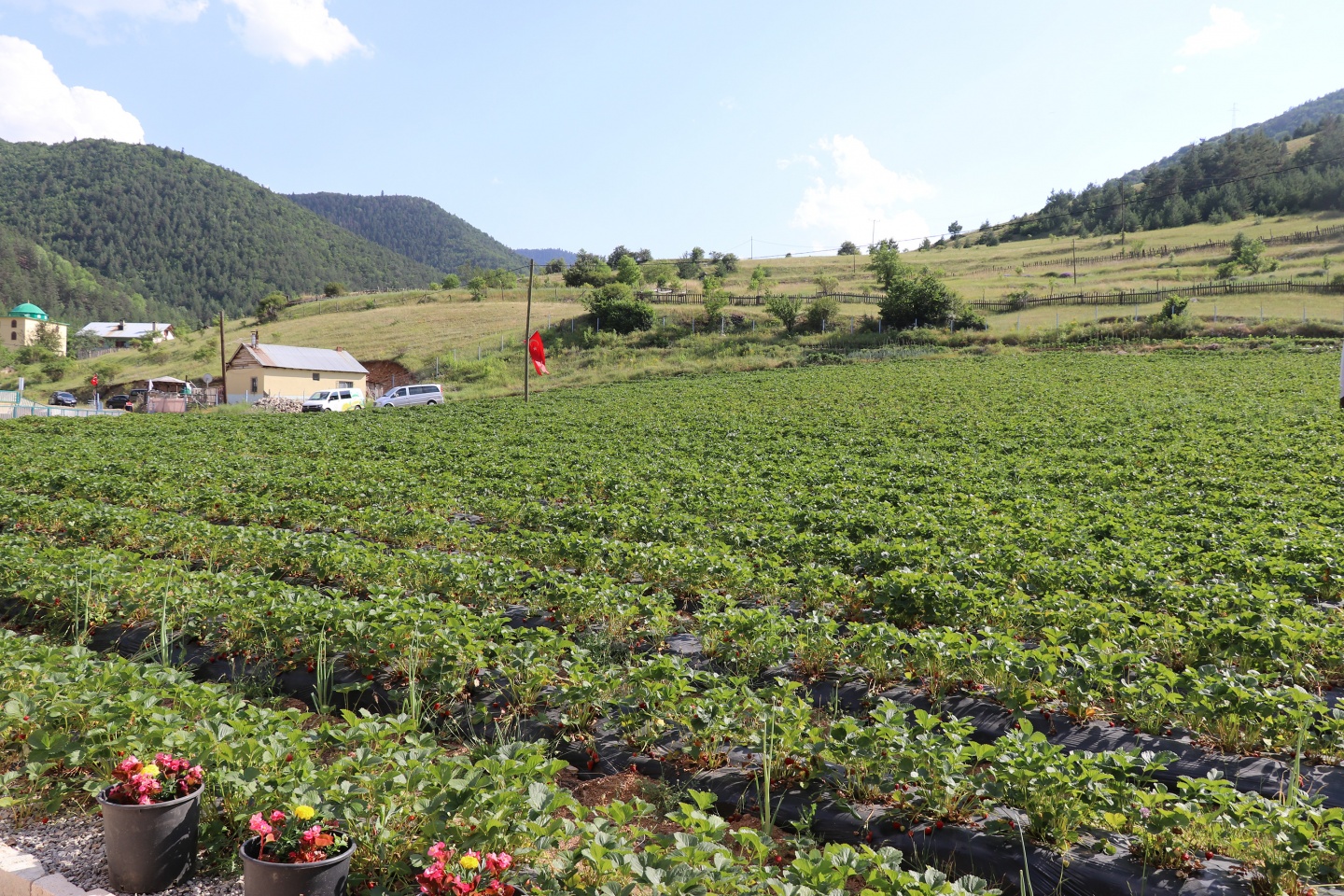 Gümüşhane’de çilek bereketi 44
