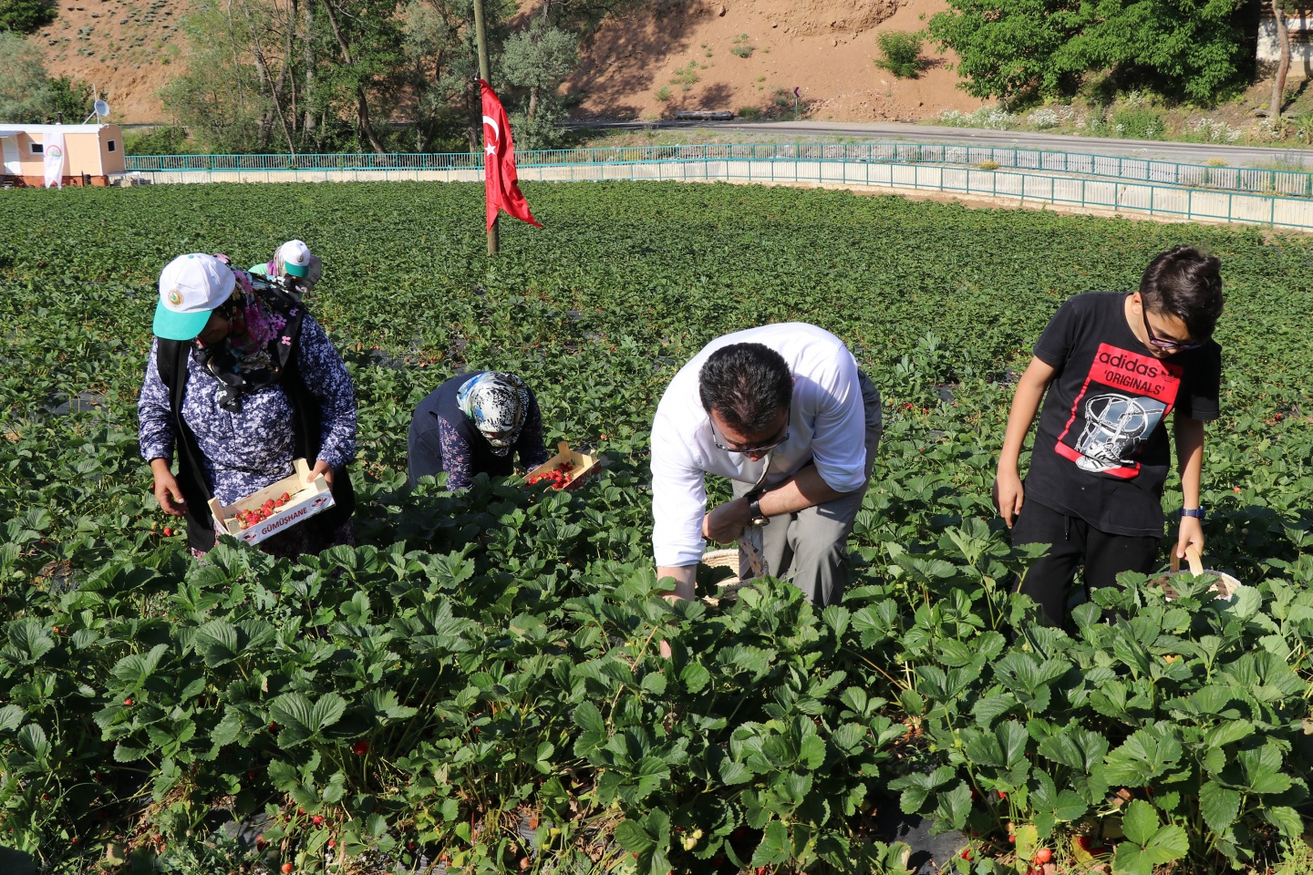 Gümüşhane’de çilek bereketi 20