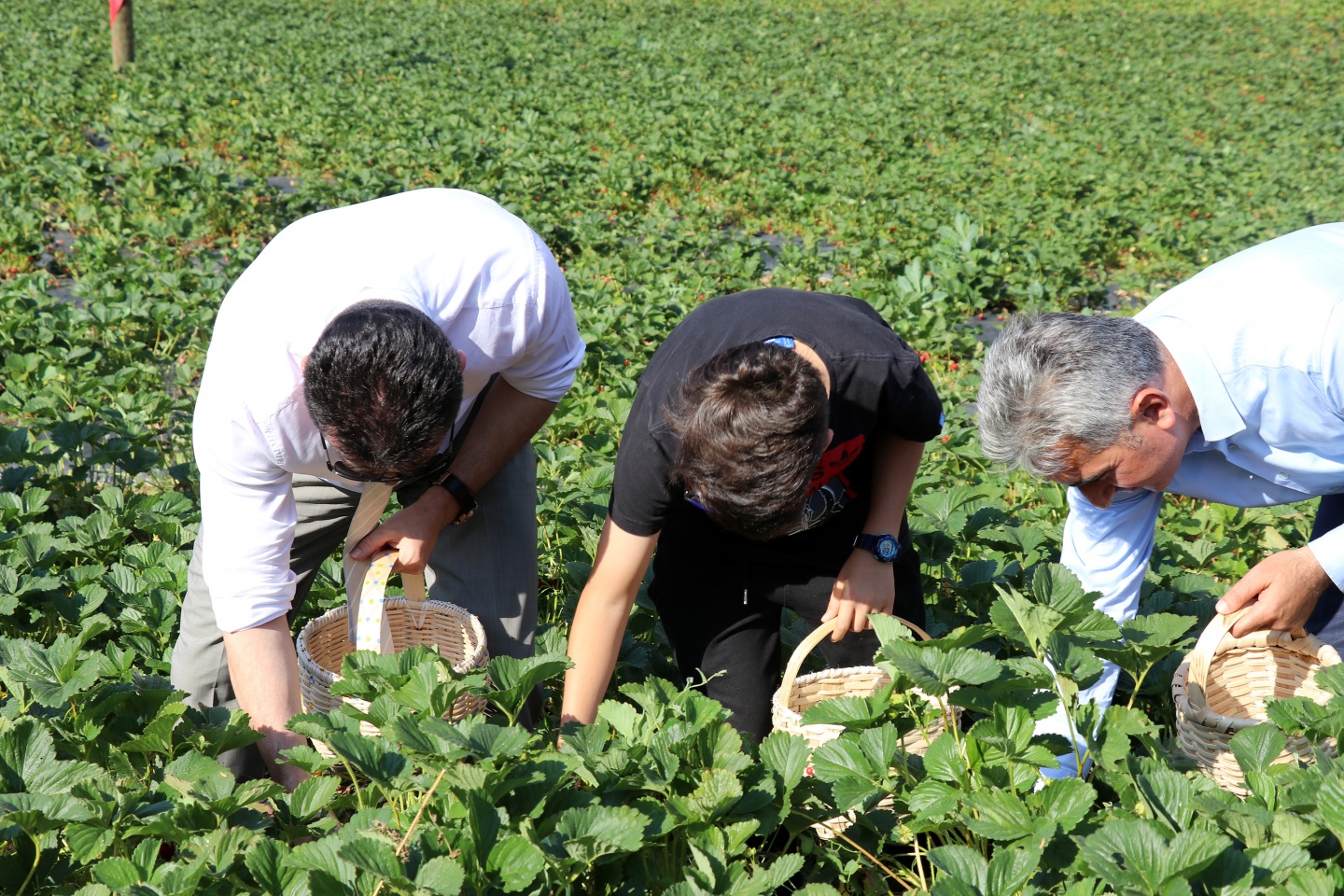 Gümüşhane’de çilek bereketi 28