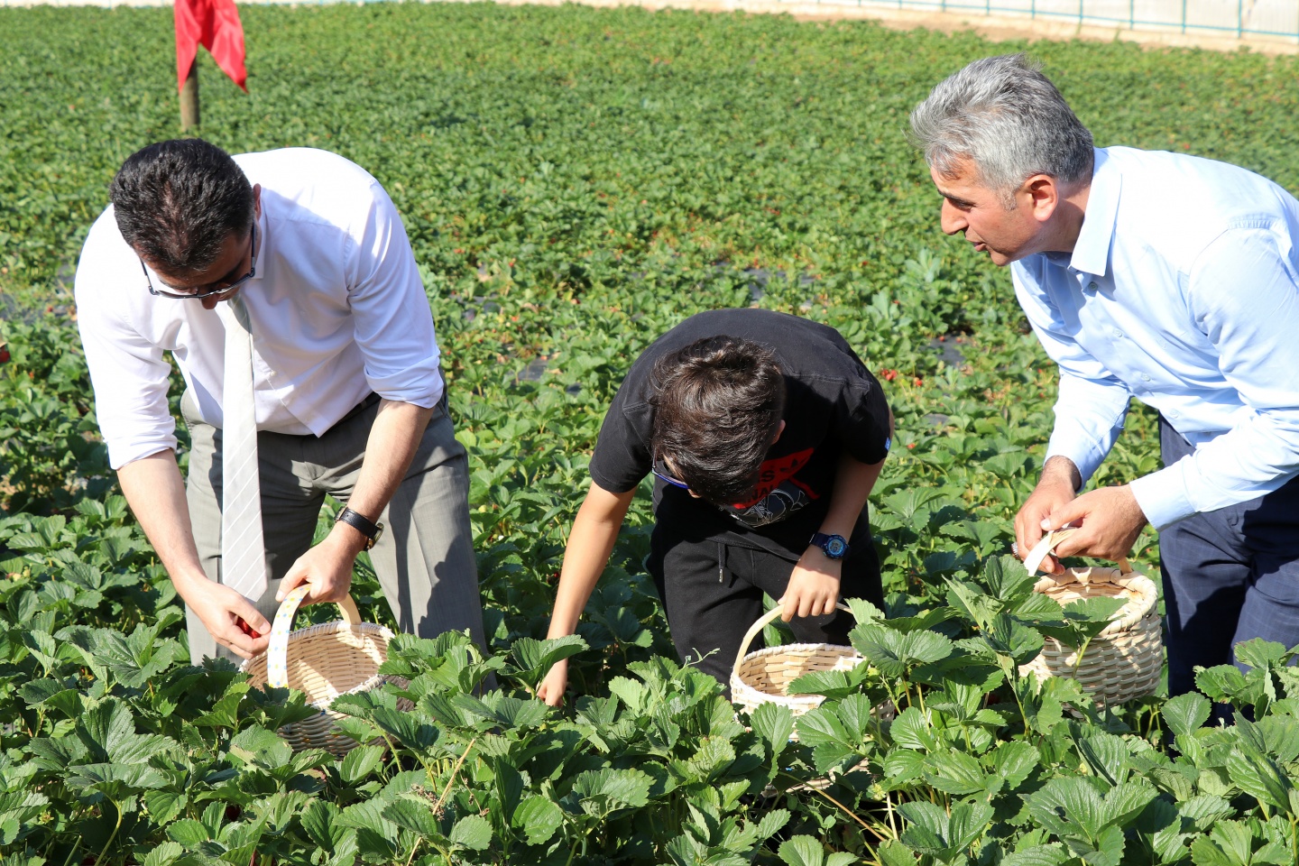 Gümüşhane’de çilek bereketi 30