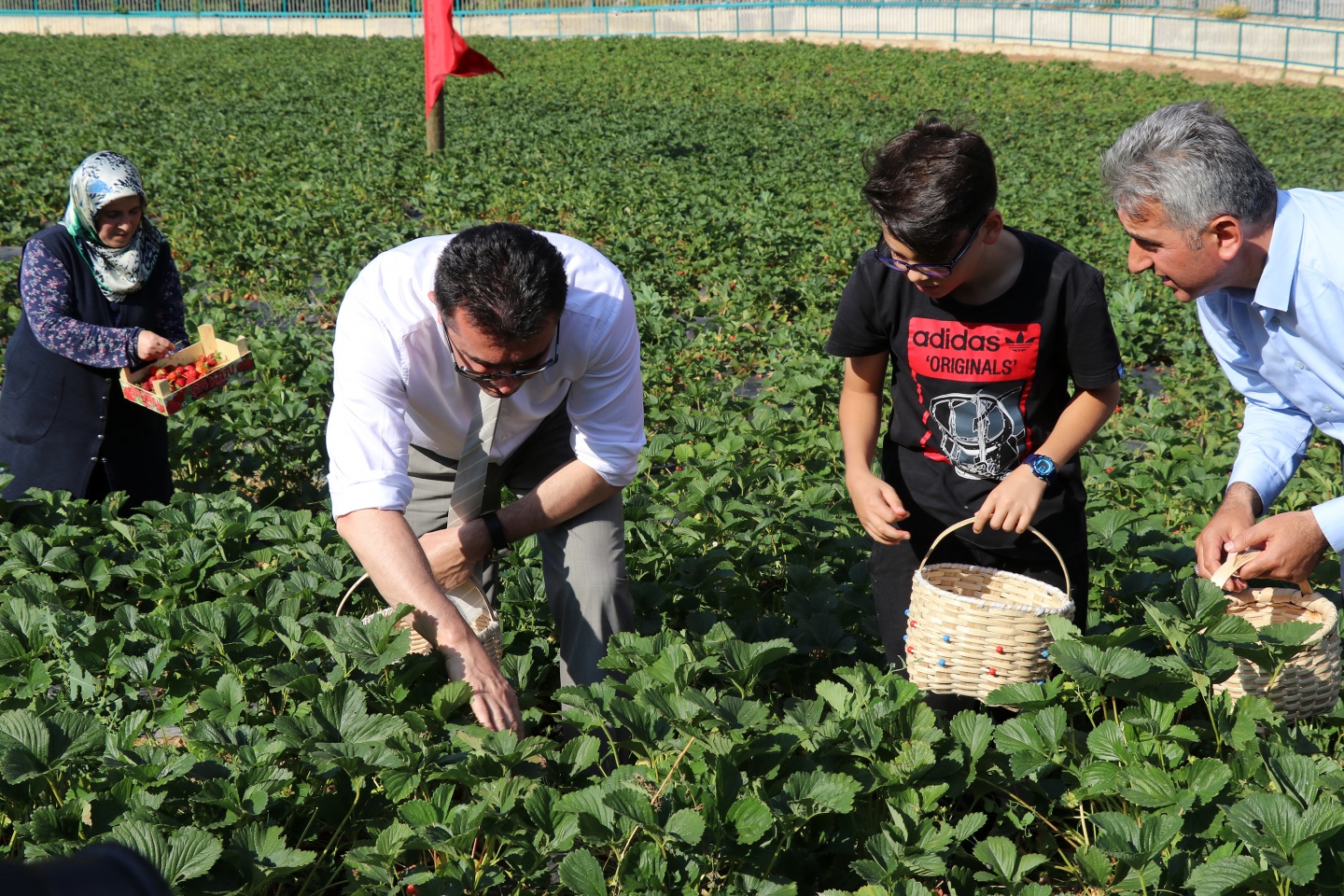 Gümüşhane’de çilek bereketi 11