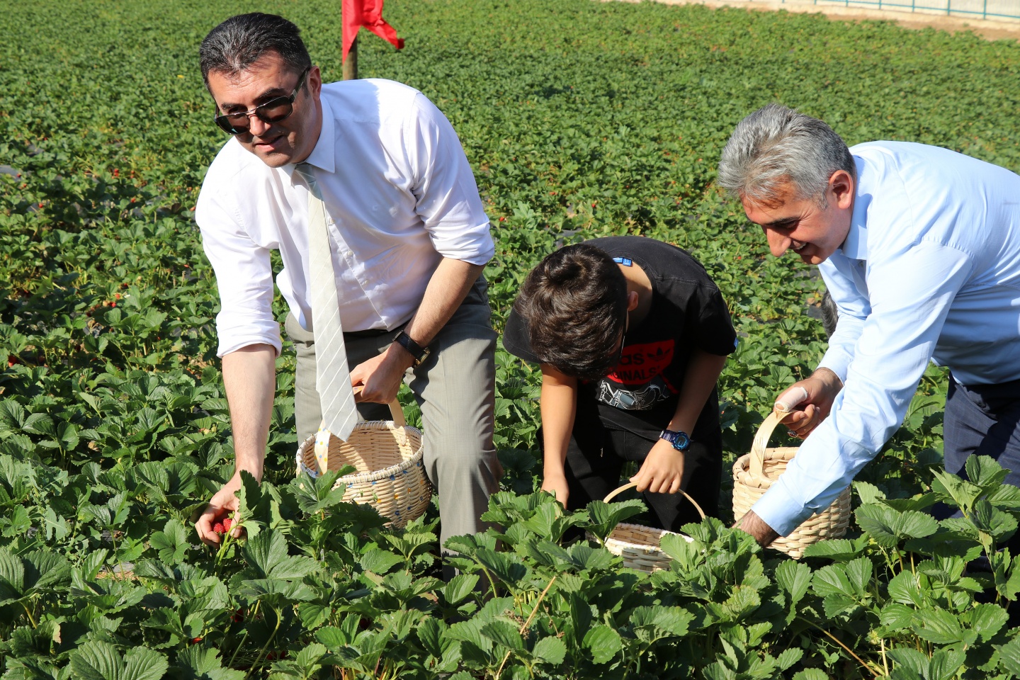 Gümüşhane’de çilek bereketi 24