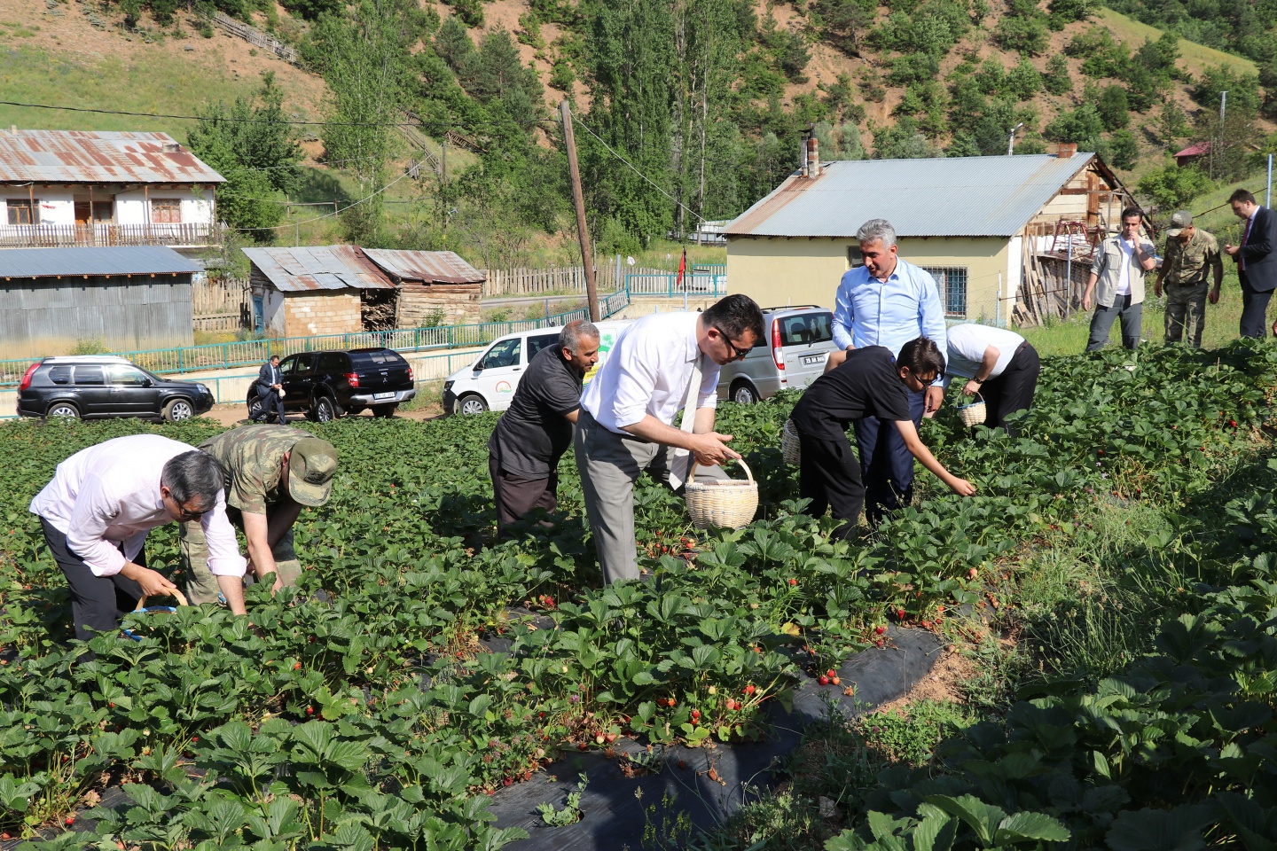 Gümüşhane’de çilek bereketi 18