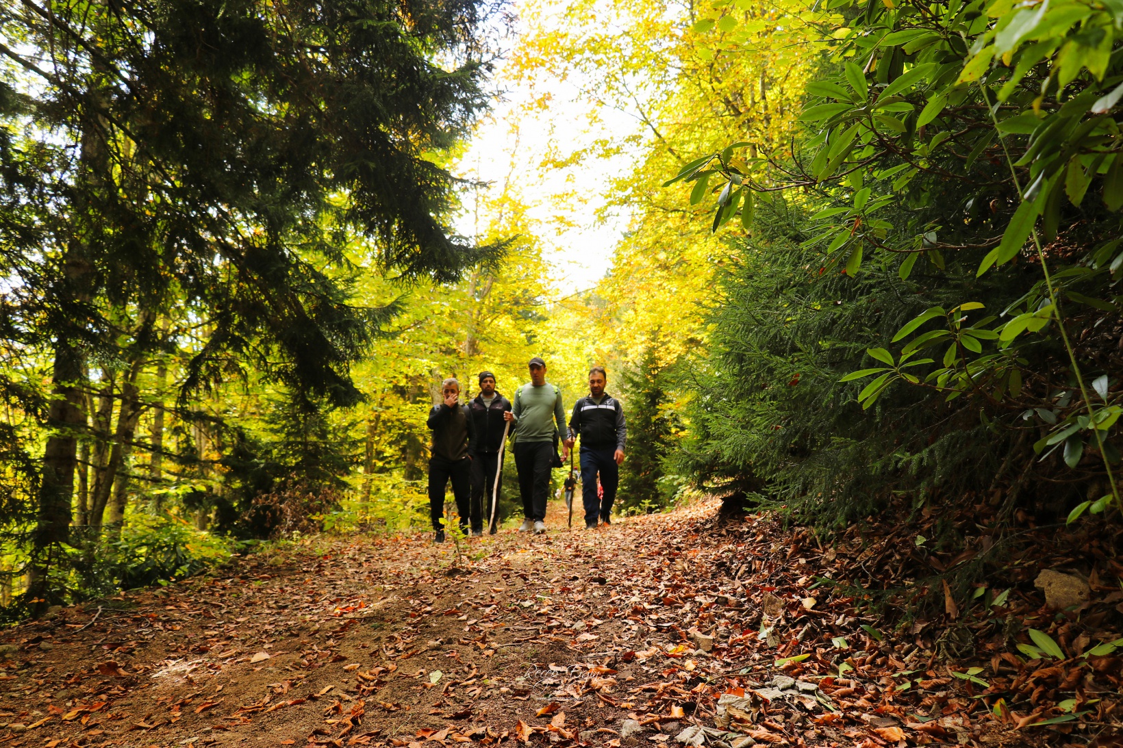Doğa harikası Örümcek Ormanlarında renk cümbüşü başladı 13