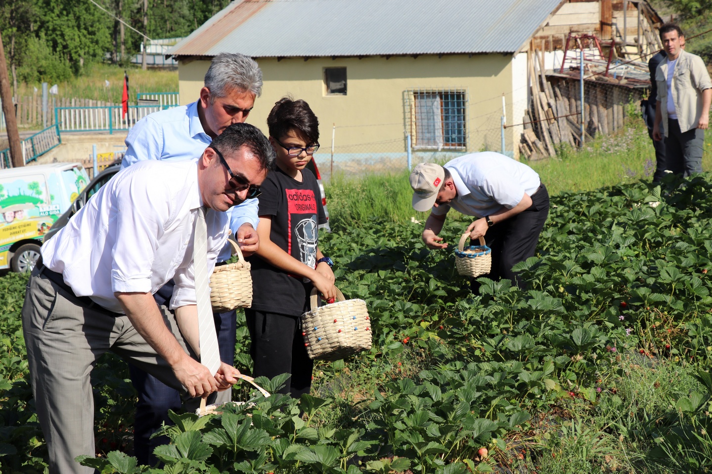 Gümüşhane’de çilek bereketi 15