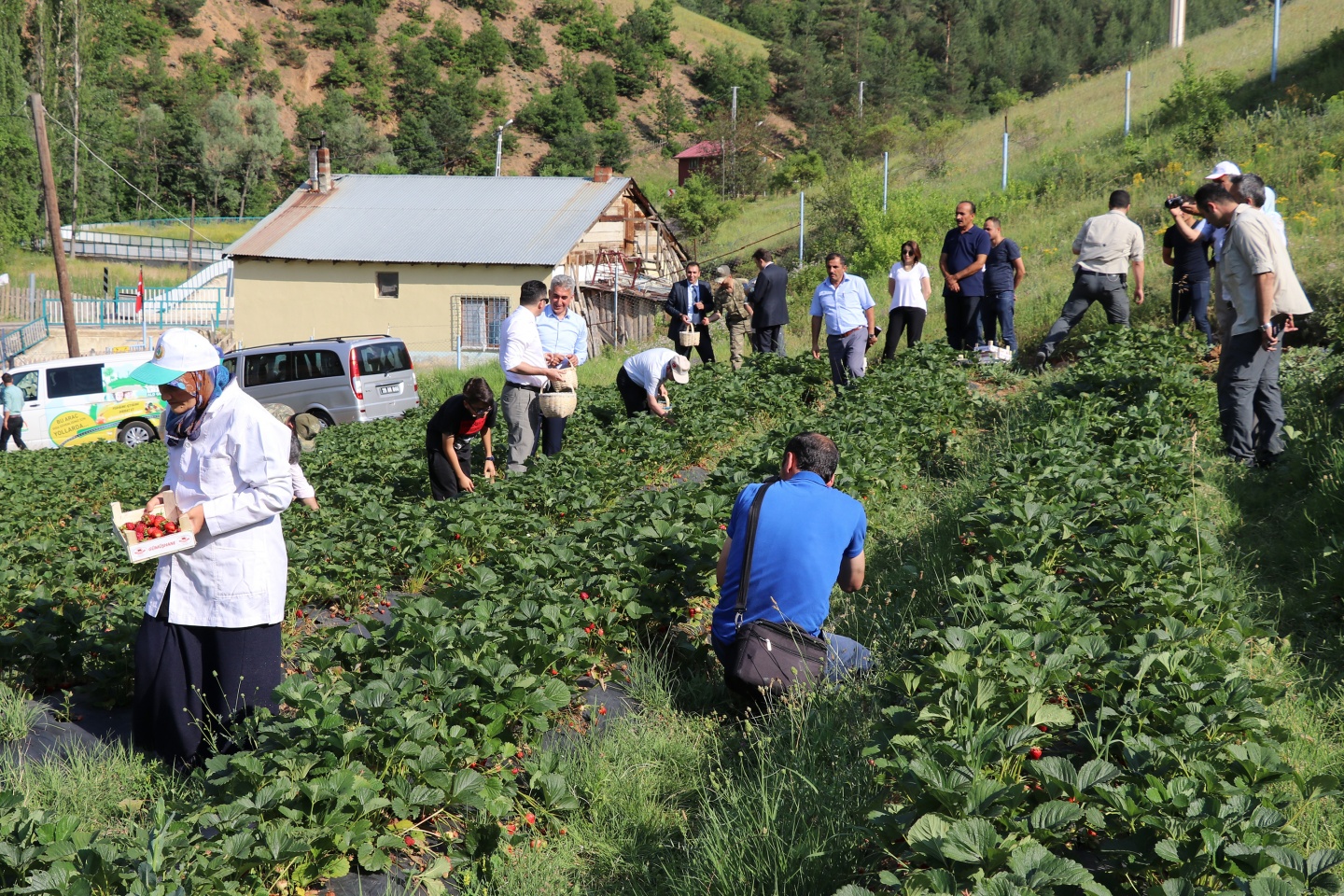 Gümüşhane’de çilek bereketi 17