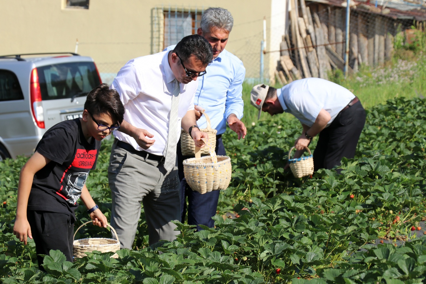 Gümüşhane’de çilek bereketi 13