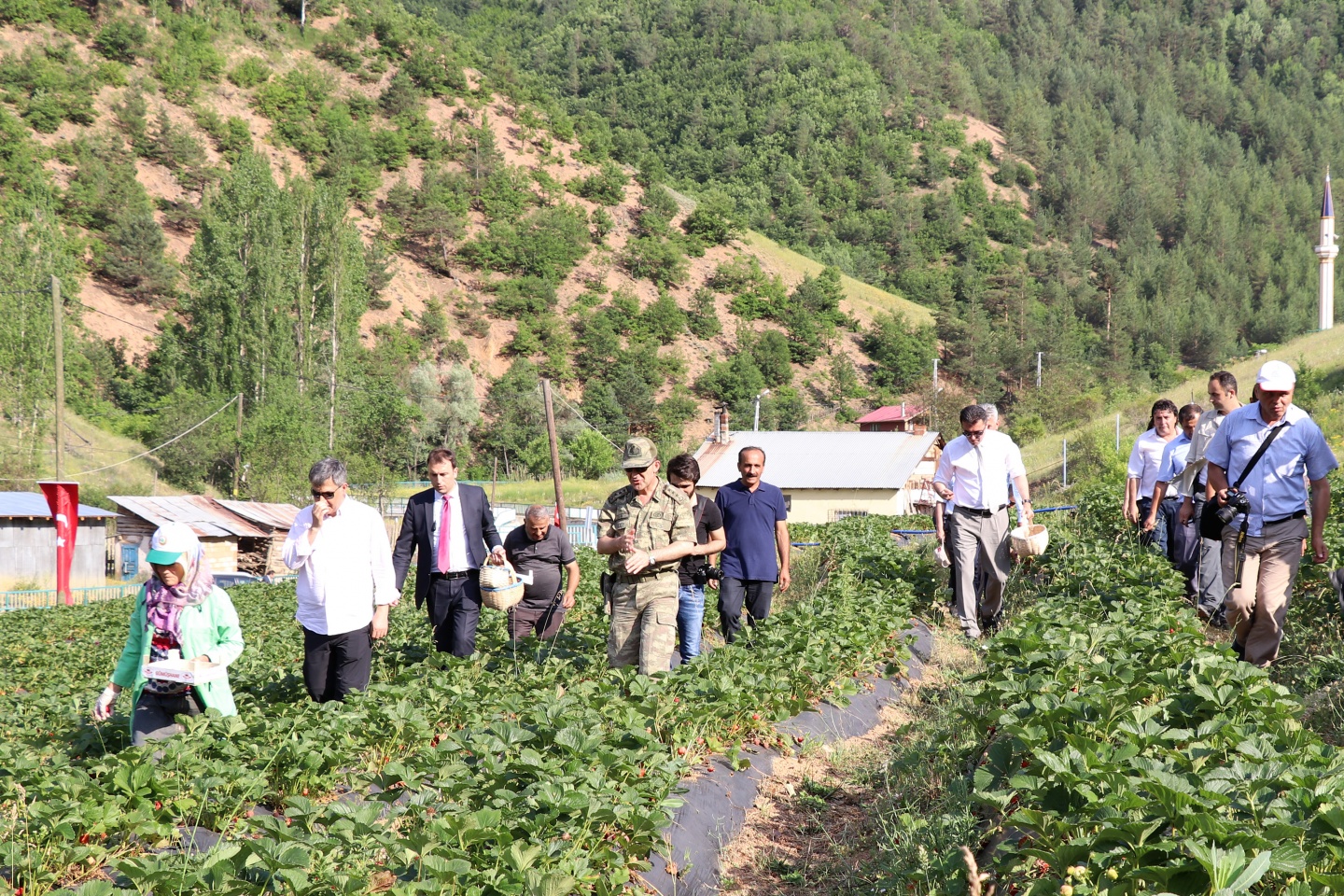 Gümüşhane’de çilek bereketi 45