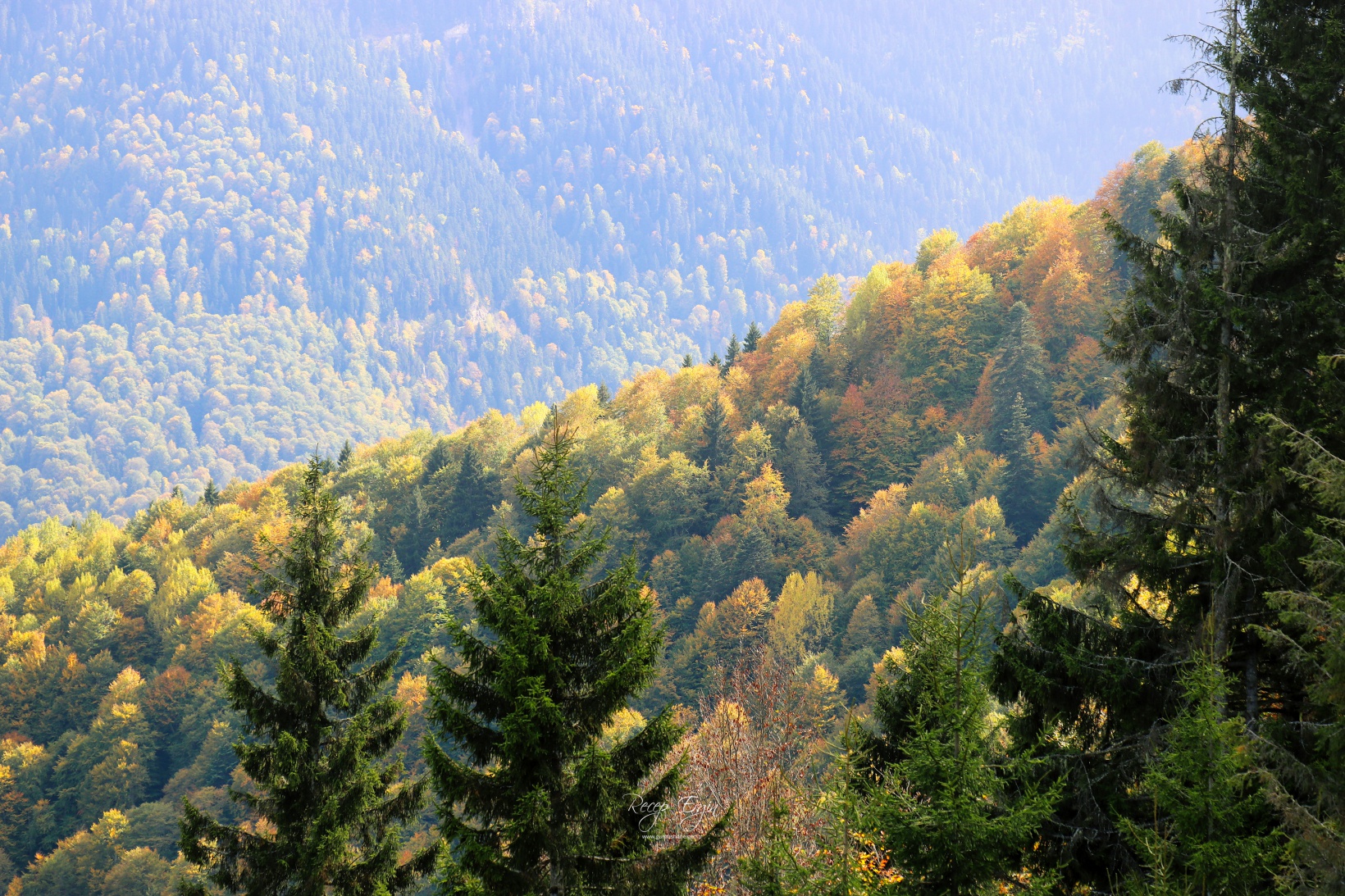 Doğa harikası Örümcek Ormanlarında renk cümbüşü başladı 56