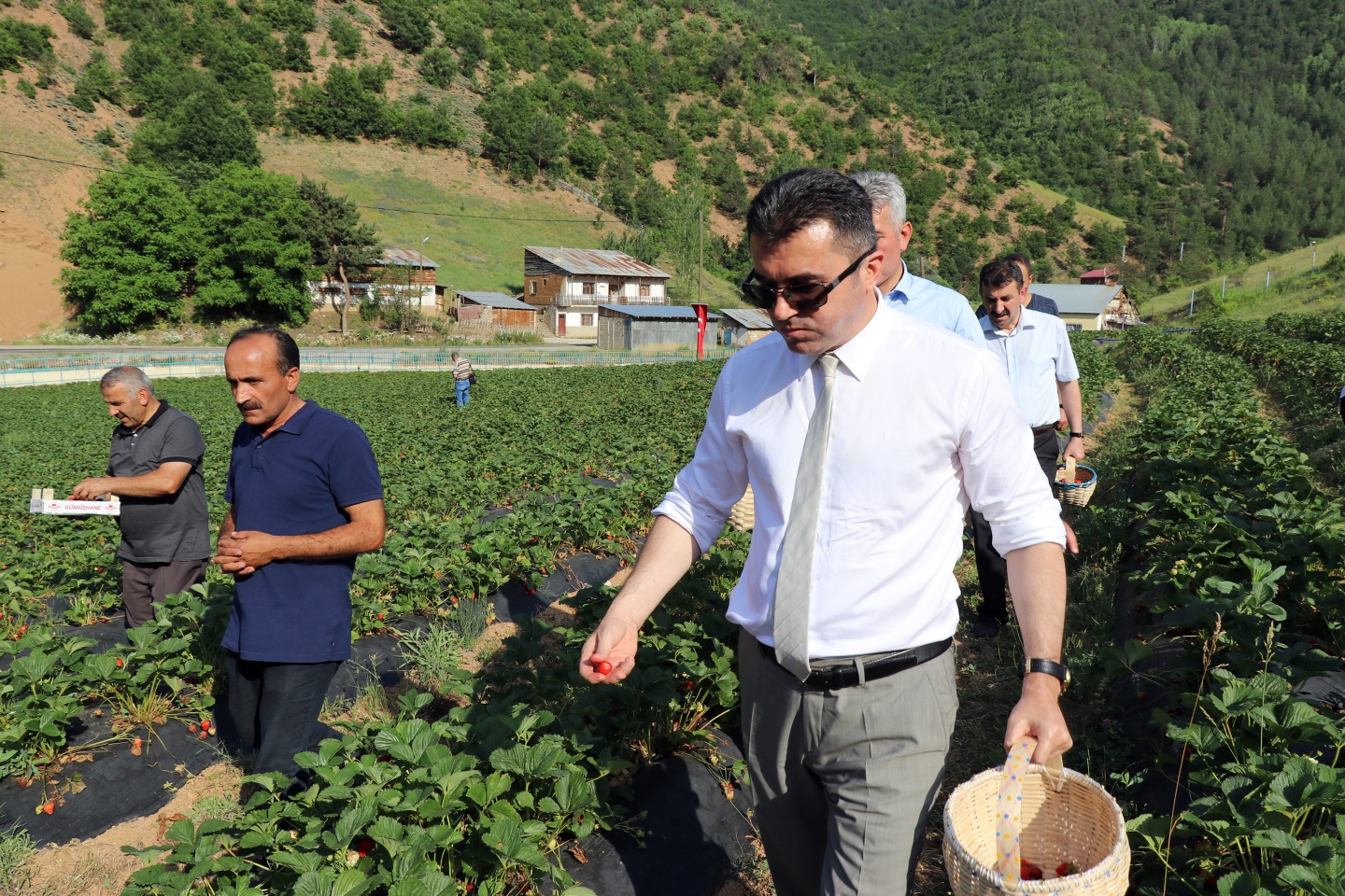 Gümüşhane’de çilek bereketi 26