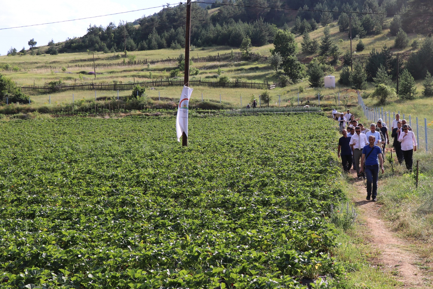 Gümüşhane’de çilek bereketi 8