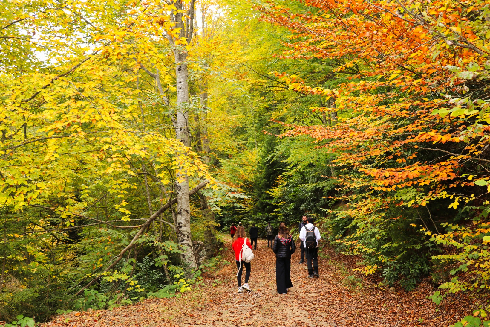 Doğa harikası Örümcek Ormanlarında renk cümbüşü başladı 55