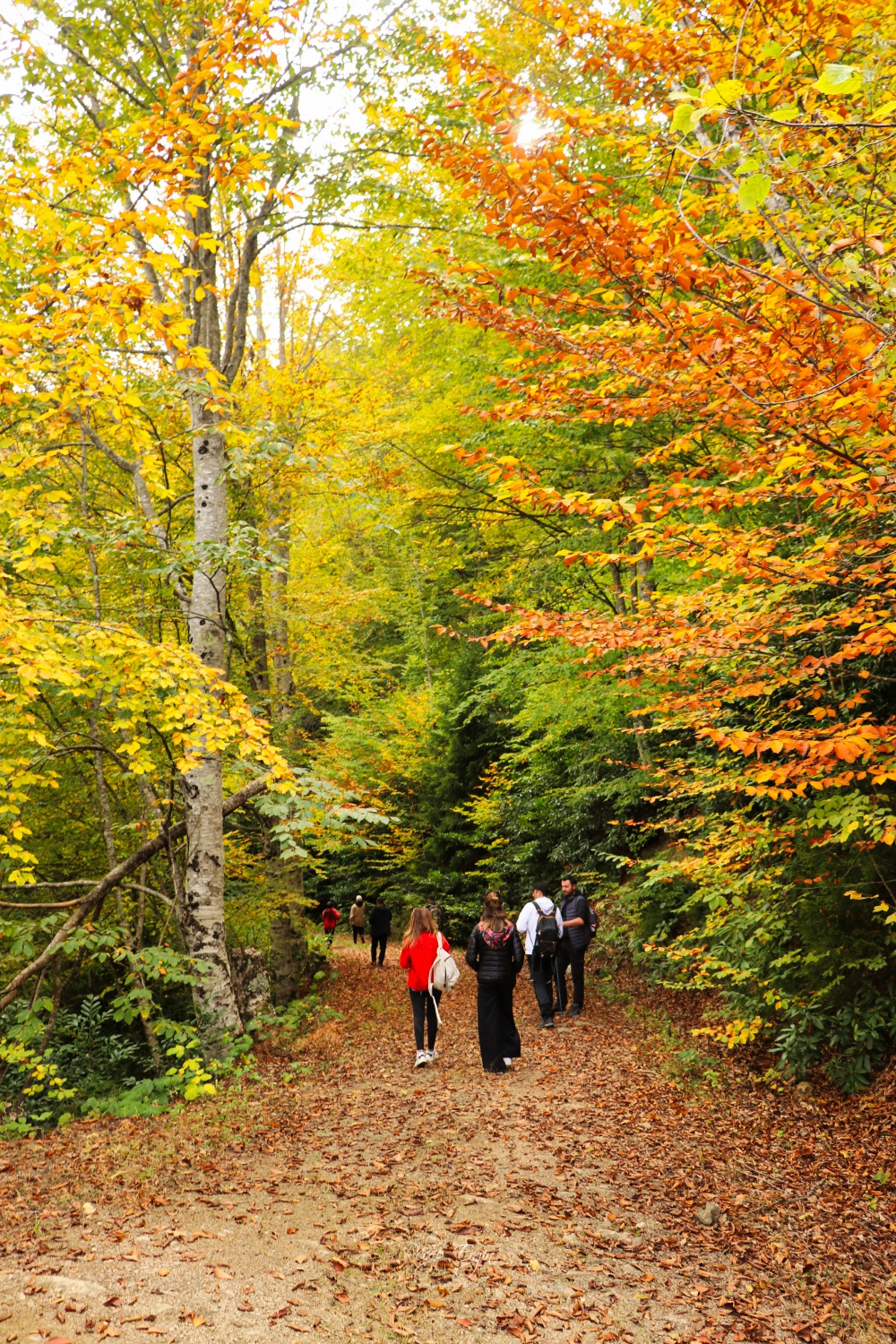 Doğa harikası Örümcek Ormanlarında renk cümbüşü başladı 22
