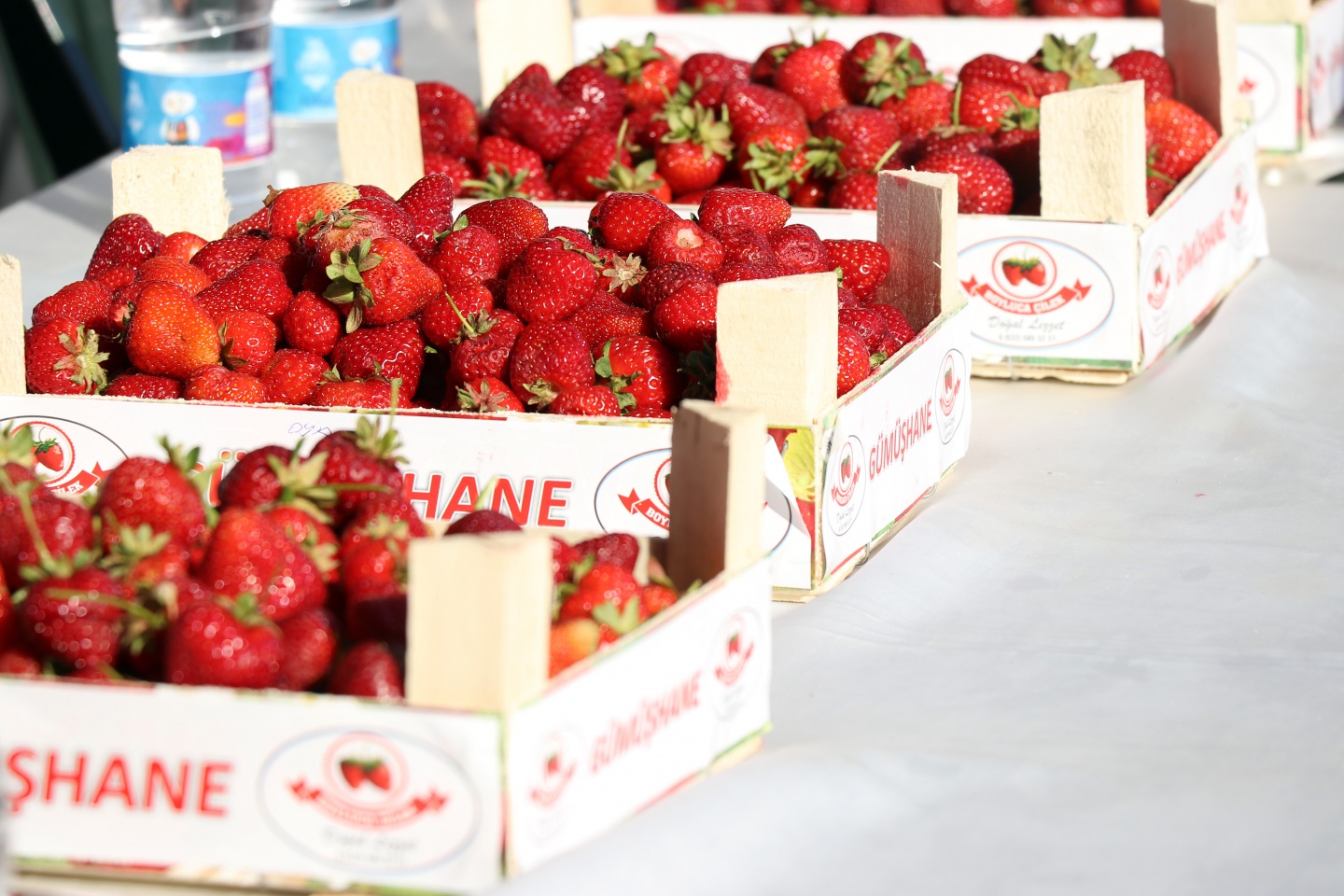 Gümüşhane’de çilek bereketi 48