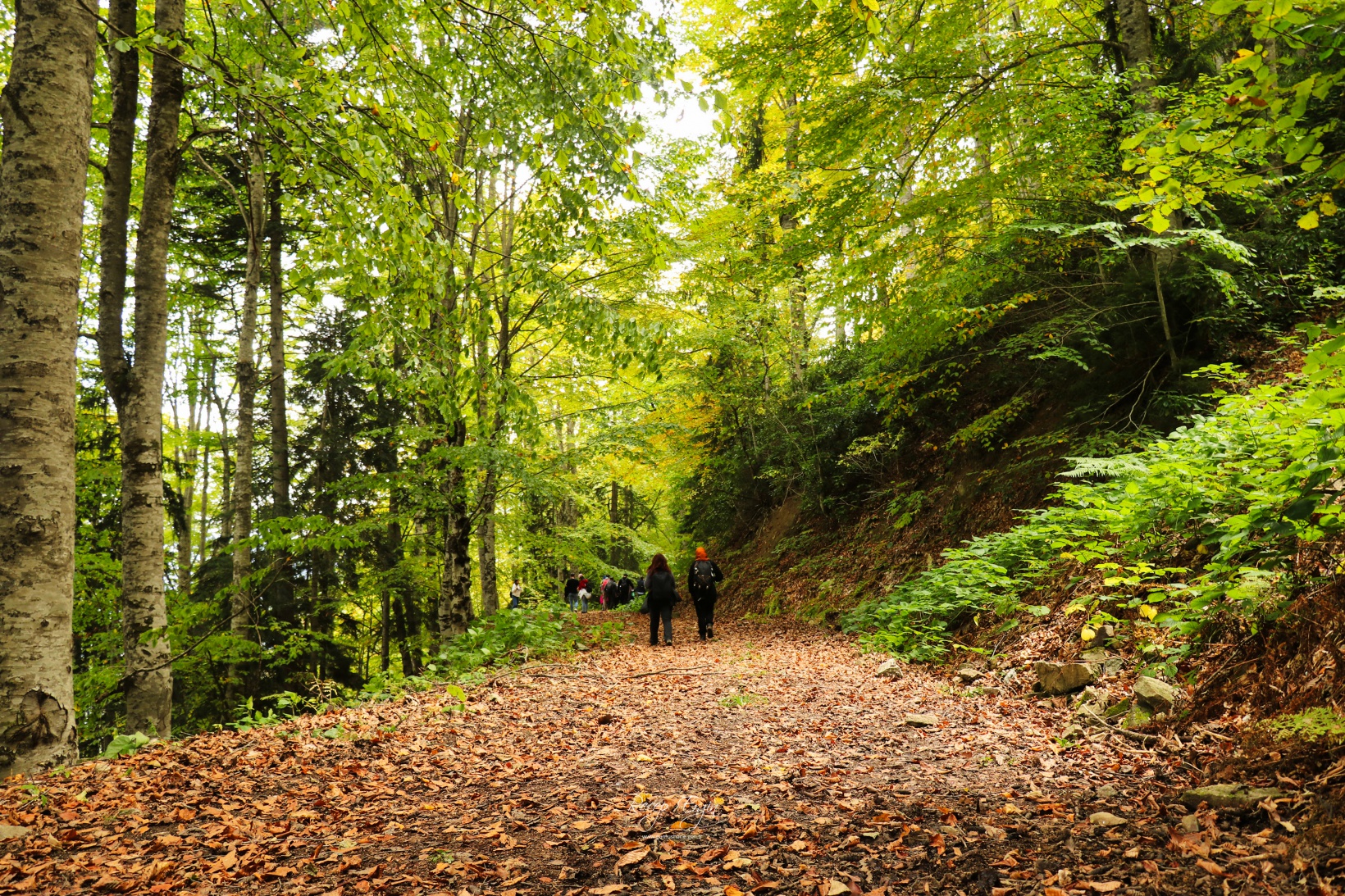 Doğa harikası Örümcek Ormanlarında renk cümbüşü başladı 24