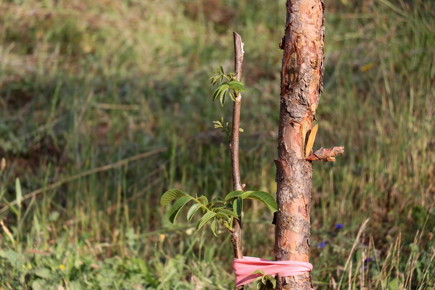 Gümüşhane’de çilek bereketi 27