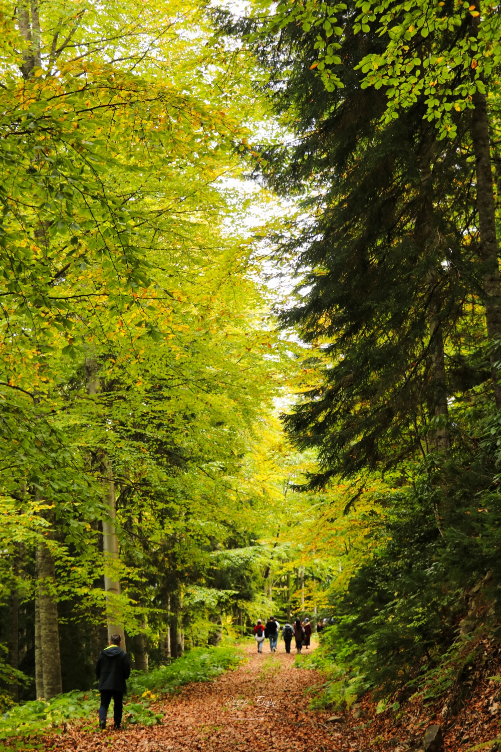 Doğa harikası Örümcek Ormanlarında renk cümbüşü başladı 57