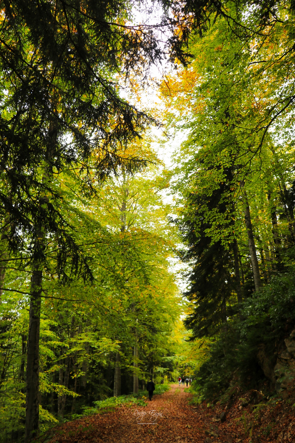 Doğa harikası Örümcek Ormanlarında renk cümbüşü başladı 34