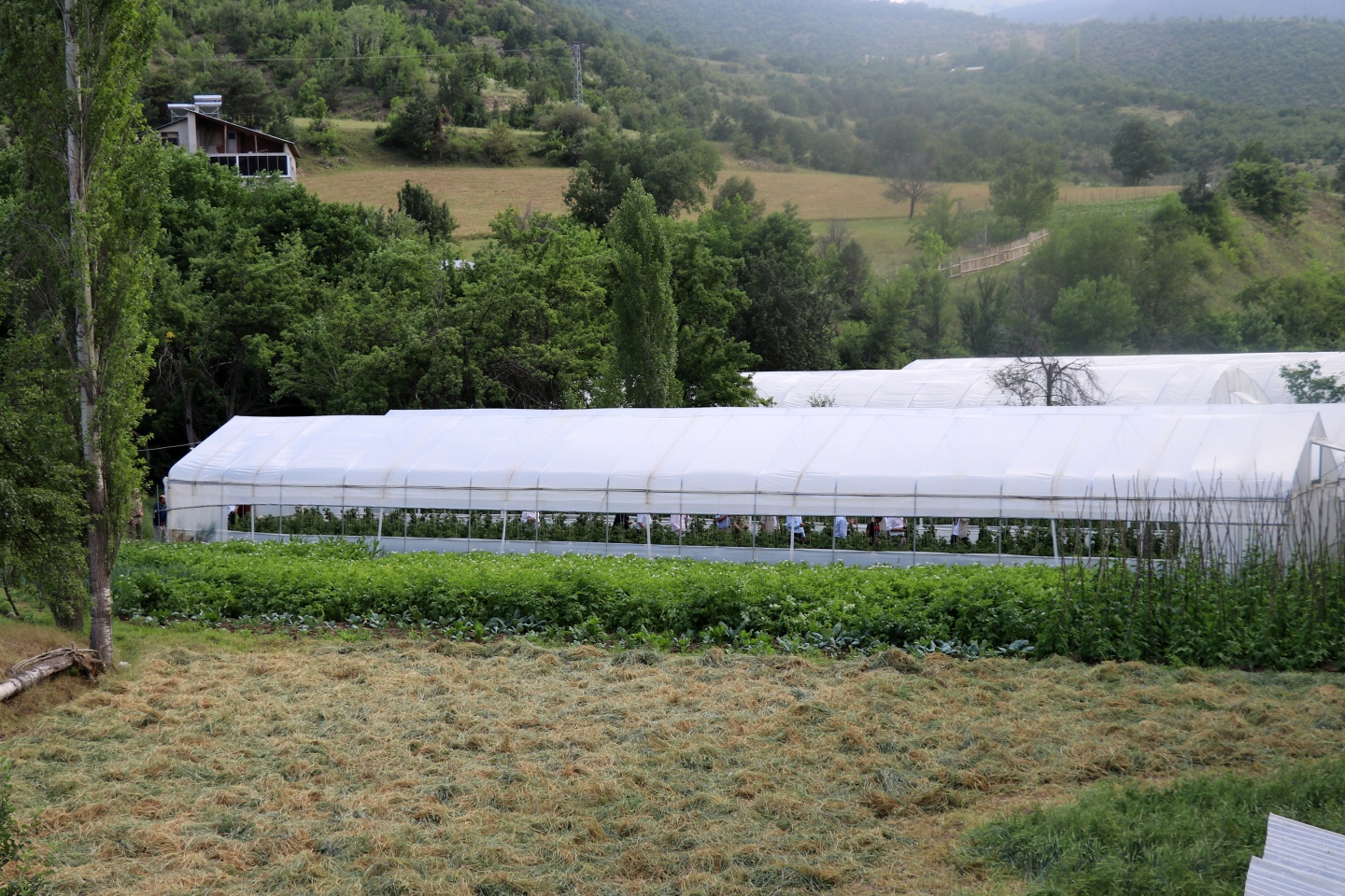 Gümüşhane’de çilek bereketi 25