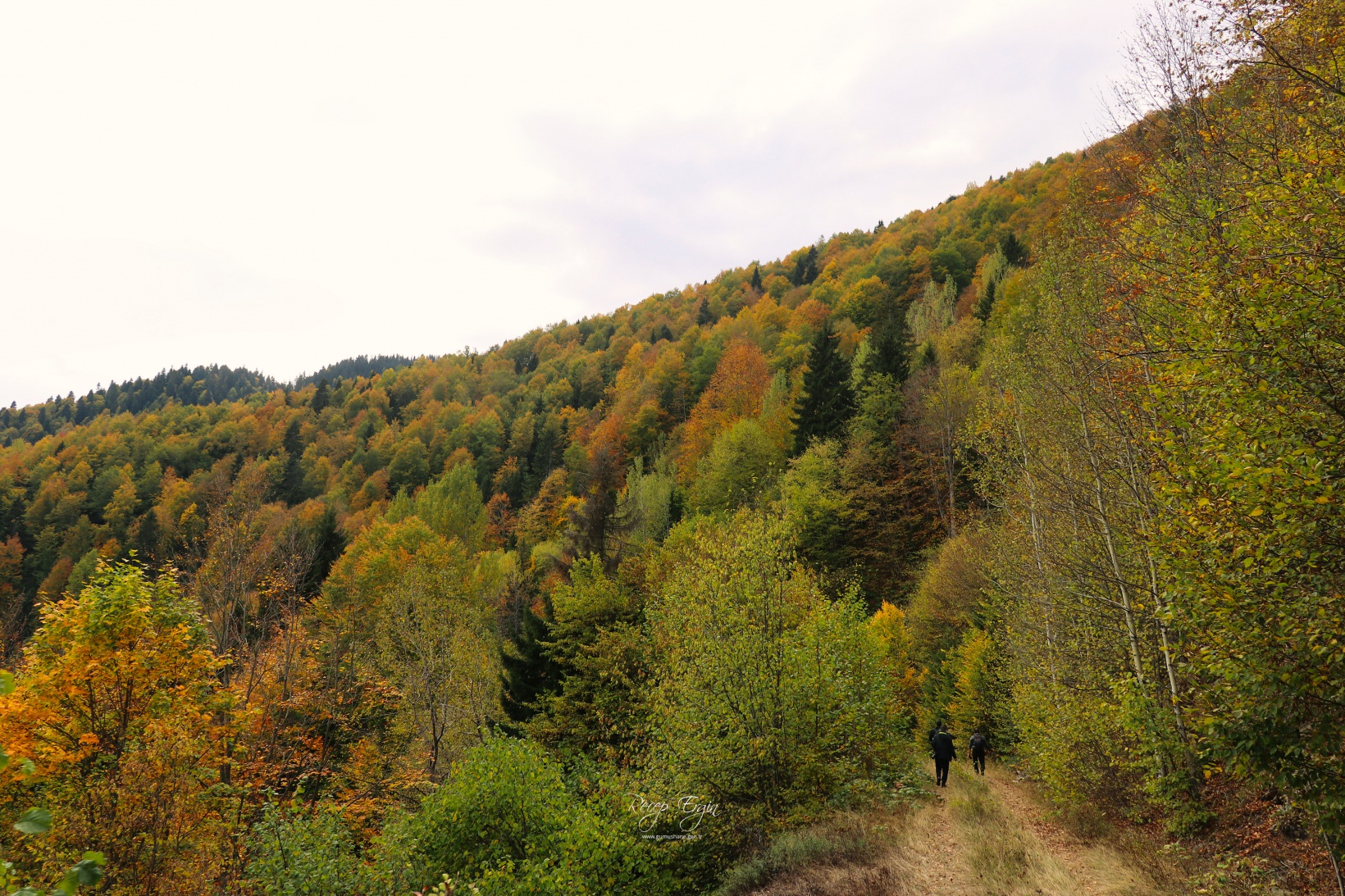 Doğa harikası Örümcek Ormanlarında renk cümbüşü başladı 9