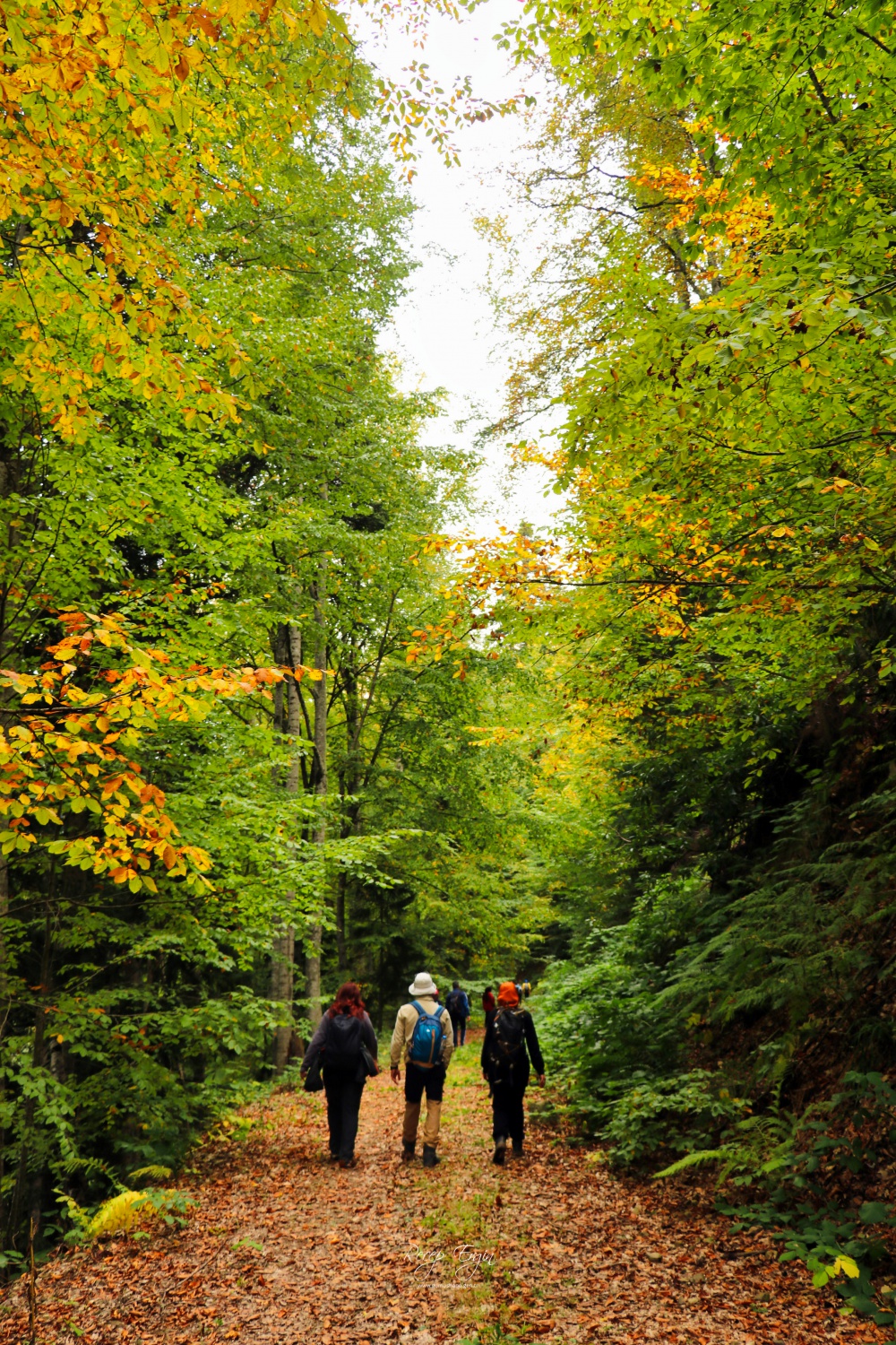 Doğa harikası Örümcek Ormanlarında renk cümbüşü başladı 37