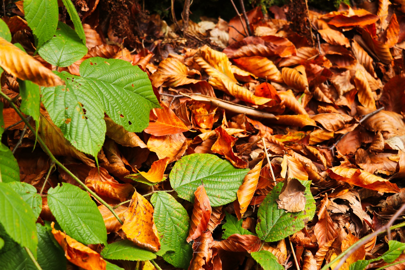 Doğa harikası Örümcek Ormanlarında renk cümbüşü başladı 12