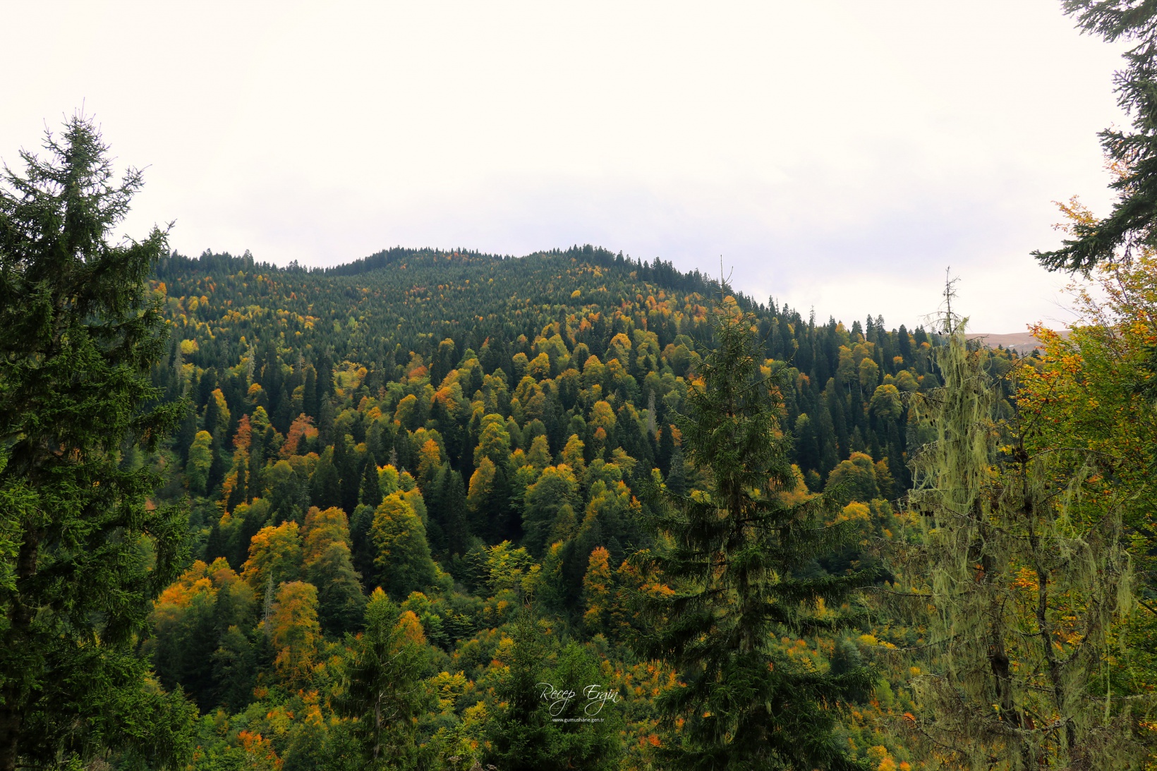 Doğa harikası Örümcek Ormanlarında renk cümbüşü başladı 49