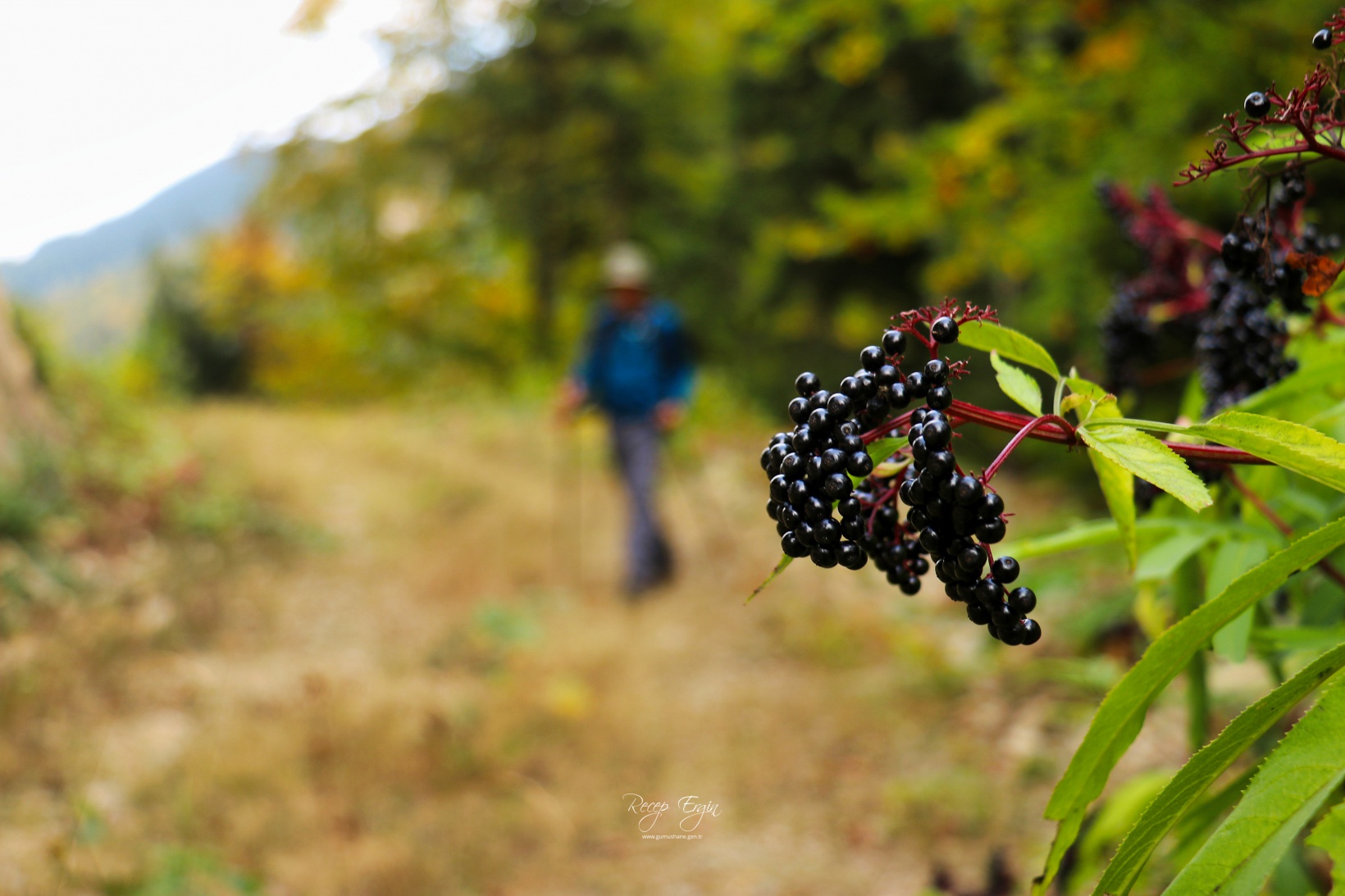 Doğa harikası Örümcek Ormanlarında renk cümbüşü başladı 1