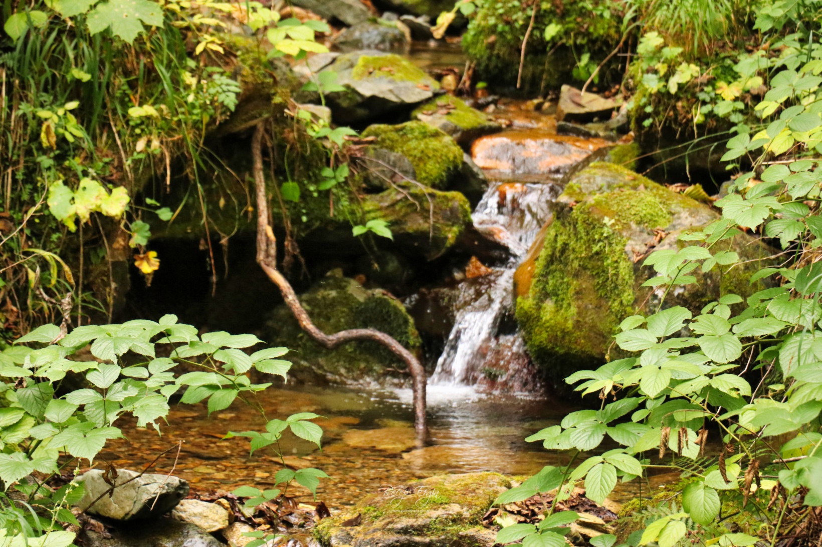 Doğa harikası Örümcek Ormanlarında renk cümbüşü başladı 26