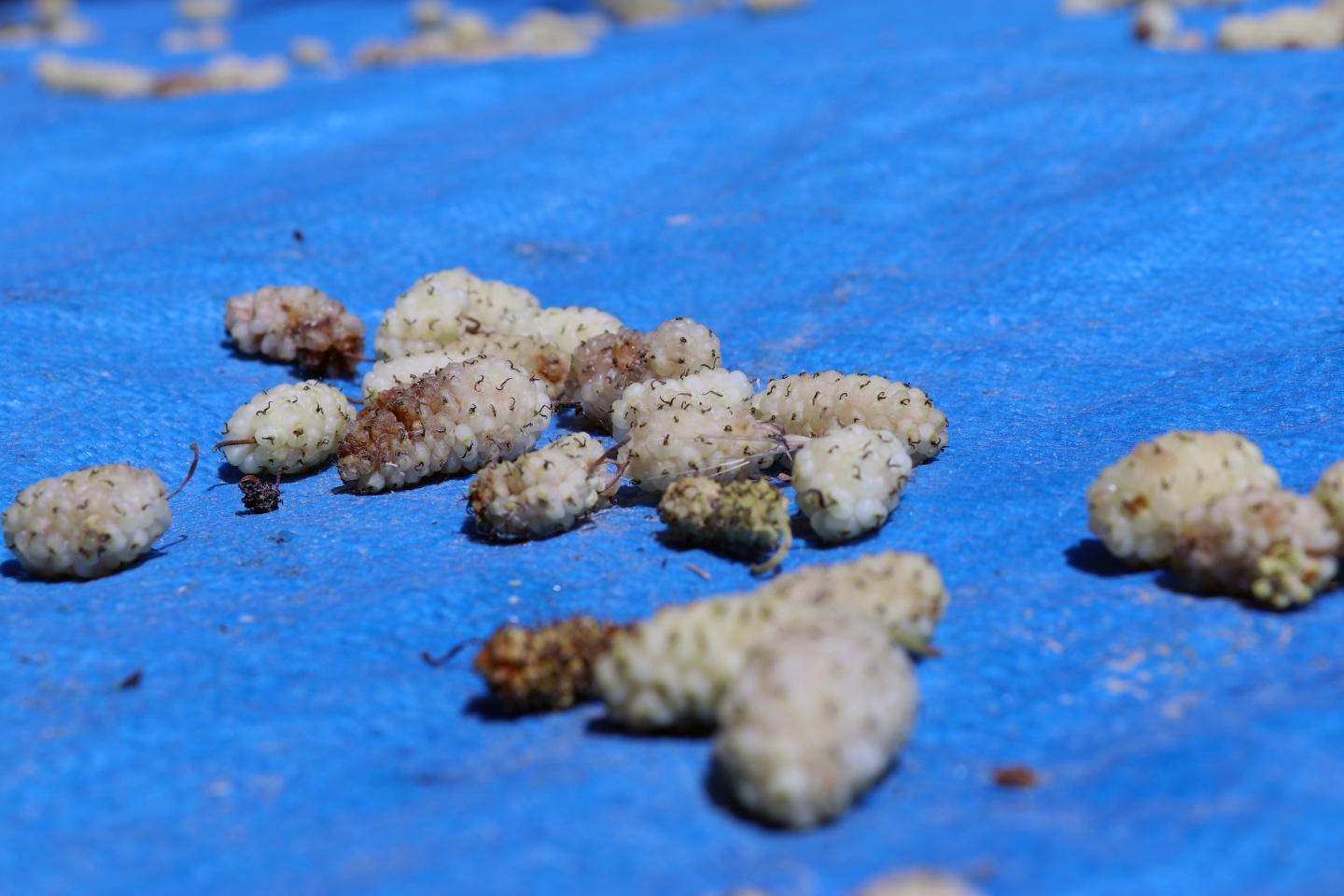 Şifa kaynağı dut pekmezinin zorlu serüveni 15