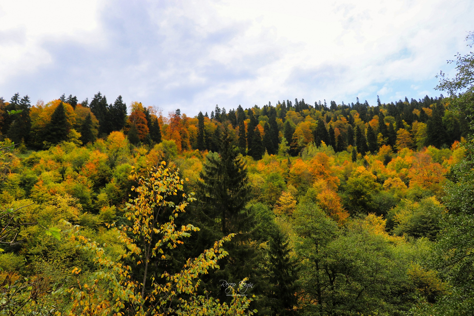 Doğa harikası Örümcek Ormanlarında renk cümbüşü başladı 23