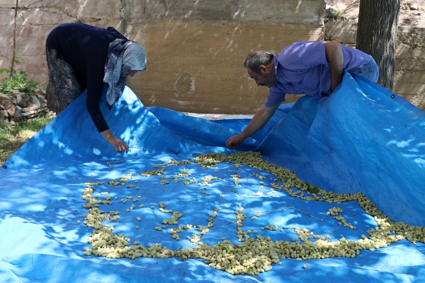 Şifa kaynağı dut pekmezinin zorlu serüveni 17