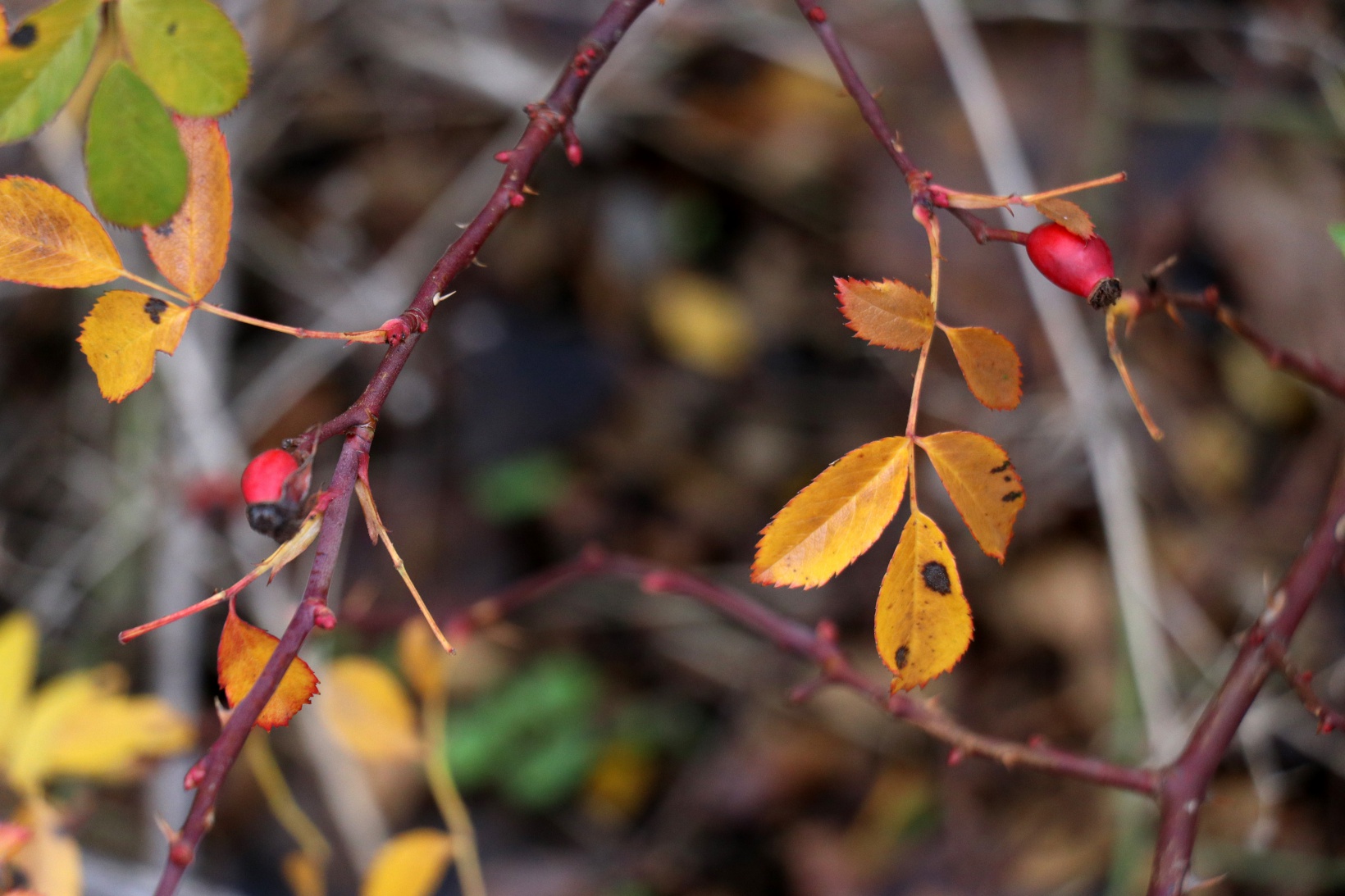 Gümüşhane'nin şifa dolu hazinesi Kuşburnu Nektarı coğrafi işaret aldı 11