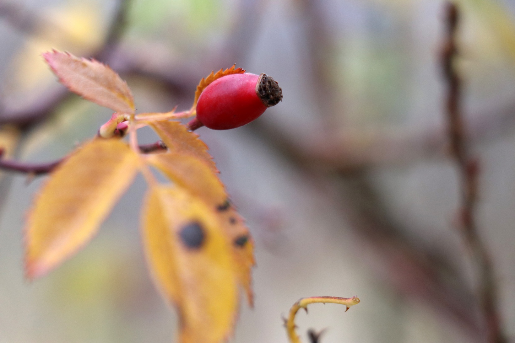 Gümüşhane'nin şifa dolu hazinesi Kuşburnu Nektarı coğrafi işaret aldı 4