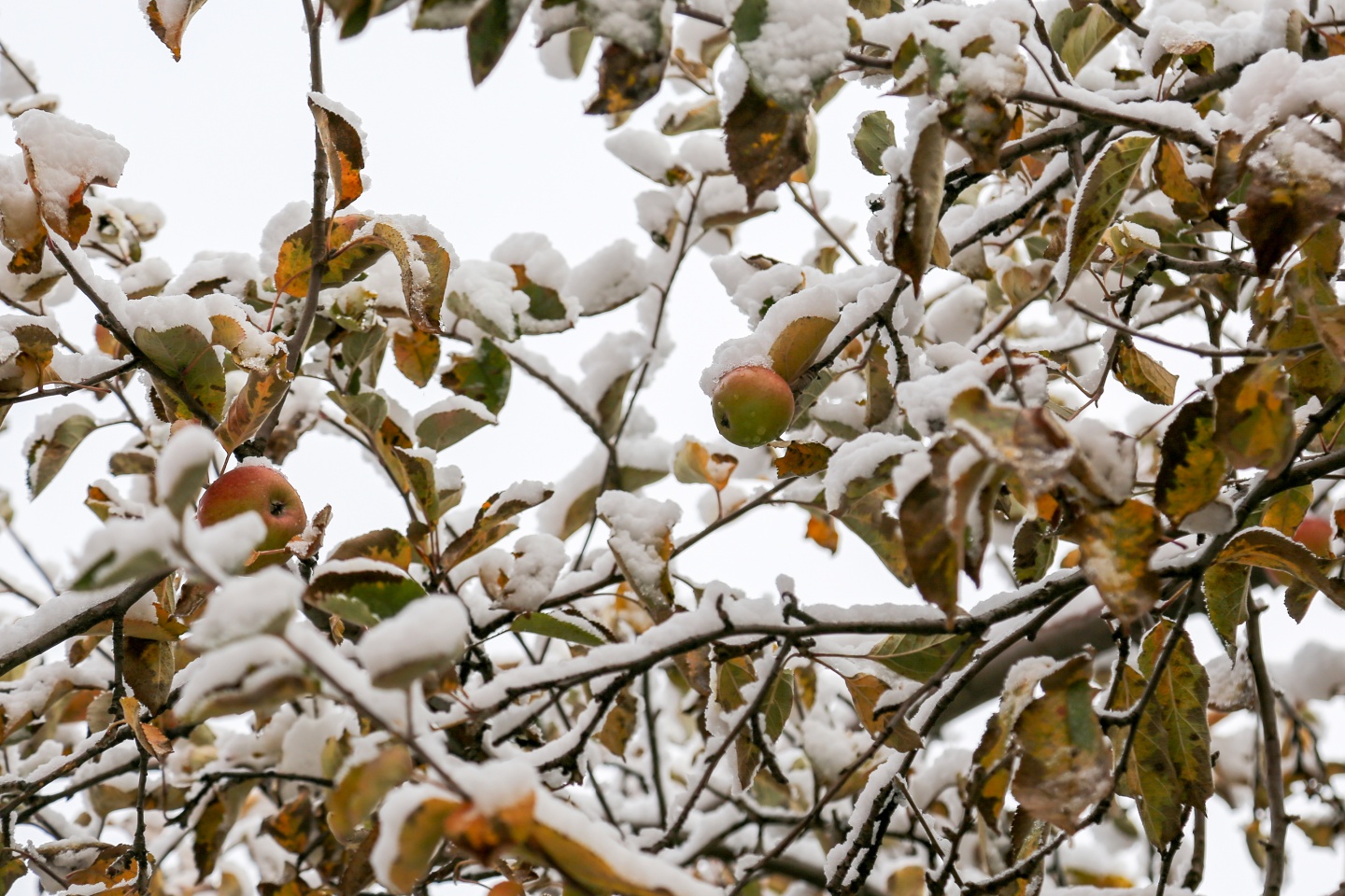 Gümüşhane’de kar yağışı 11
