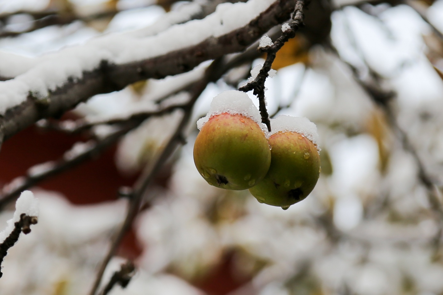 Gümüşhane’de kar yağışı 3