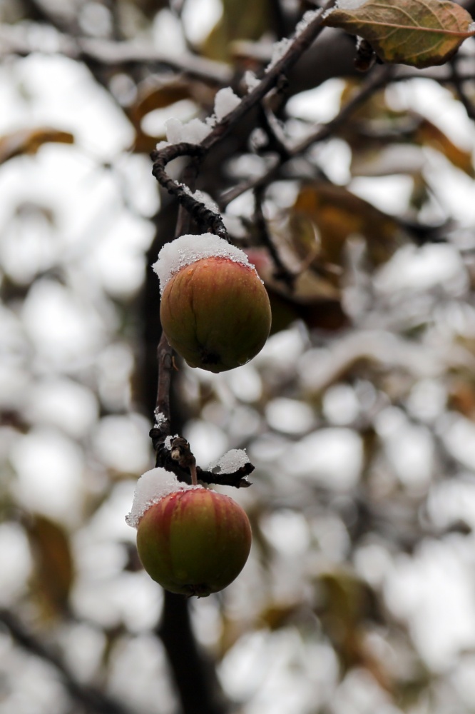 Gümüşhane’de kar yağışı 1